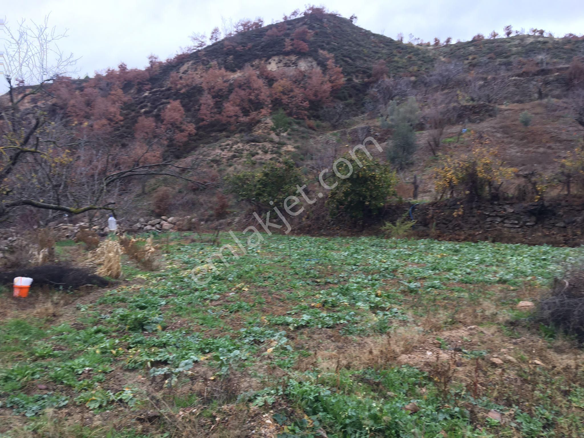 Aydın Nazilli Yöntem Emlaktan Avra(aşağıyakacık) Mahallesinde Mahalleye Yakın Satılık Bahçe - Görsel 5