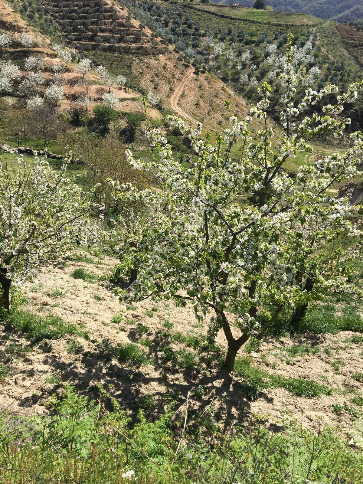 Aydın Nazilli Yöntem Emlaktan Avra(aşağıyakacık) Mahallesinde Mahalleye Yakın Satılık Bahçe - Görsel 26