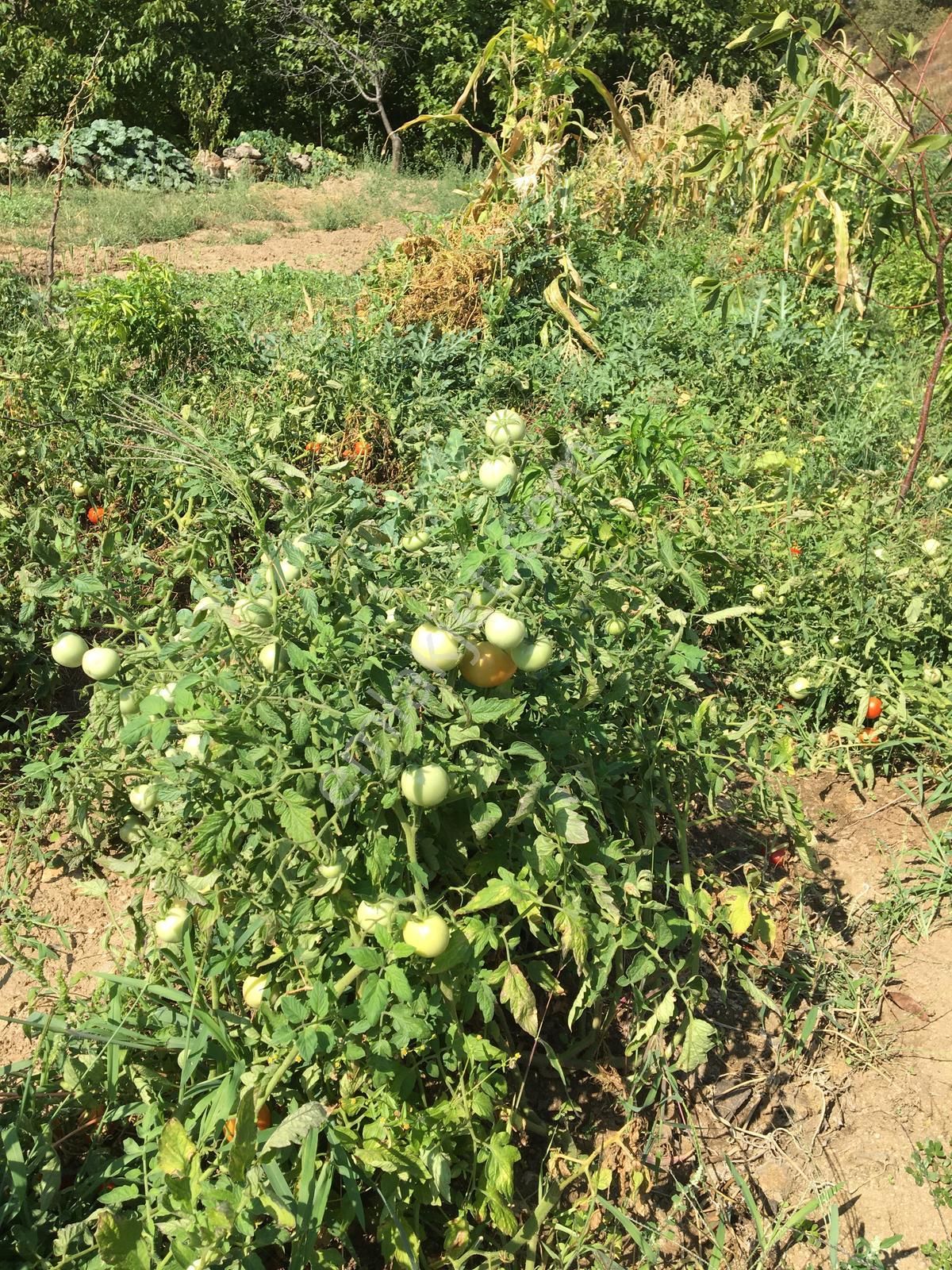 Aydın Nazilli Yöntem Emlaktan Avra(aşağıyakacık) Mahallesinde Mahalleye Yakın Satılık Bahçe - Görsel 23