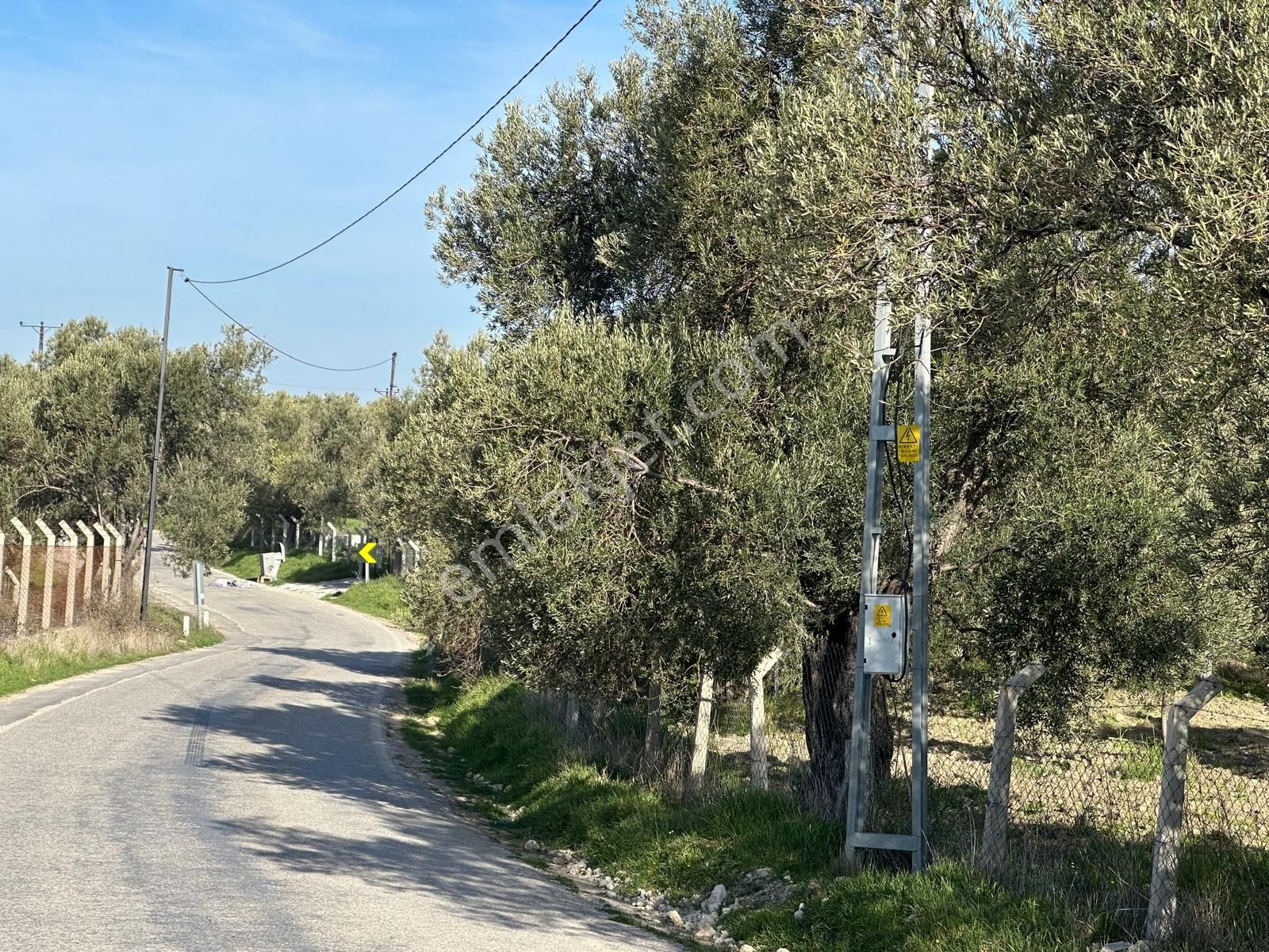 Ayvada'dan Ayvalık Mutluda 12 Dönüm Bakımlı Zeytinlik - Görsel 2