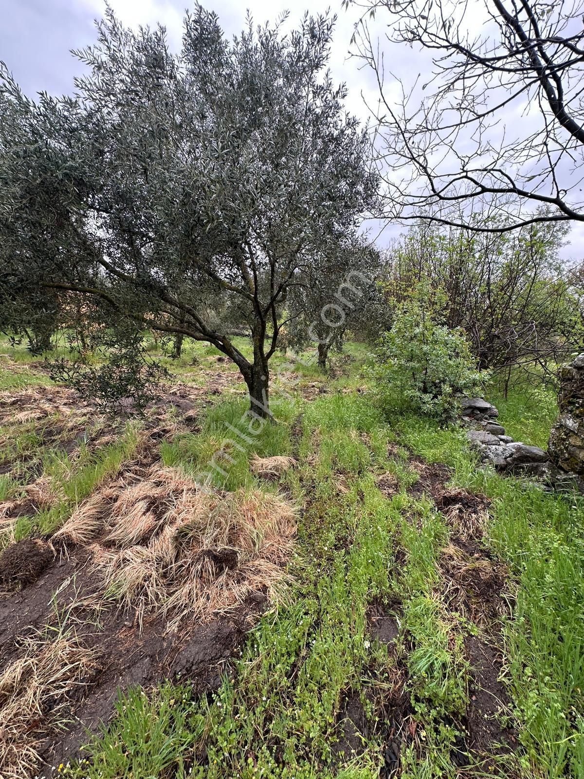 Aydın Bozdoğan Akçay Mahallesinde Satılık 5 Parsel 15 Dönüm Tarla - Görsel 24