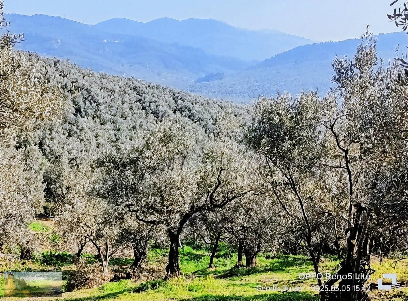 Umurbeyde İmara 1600m.2539mk.95.zeytin - Görsel 2