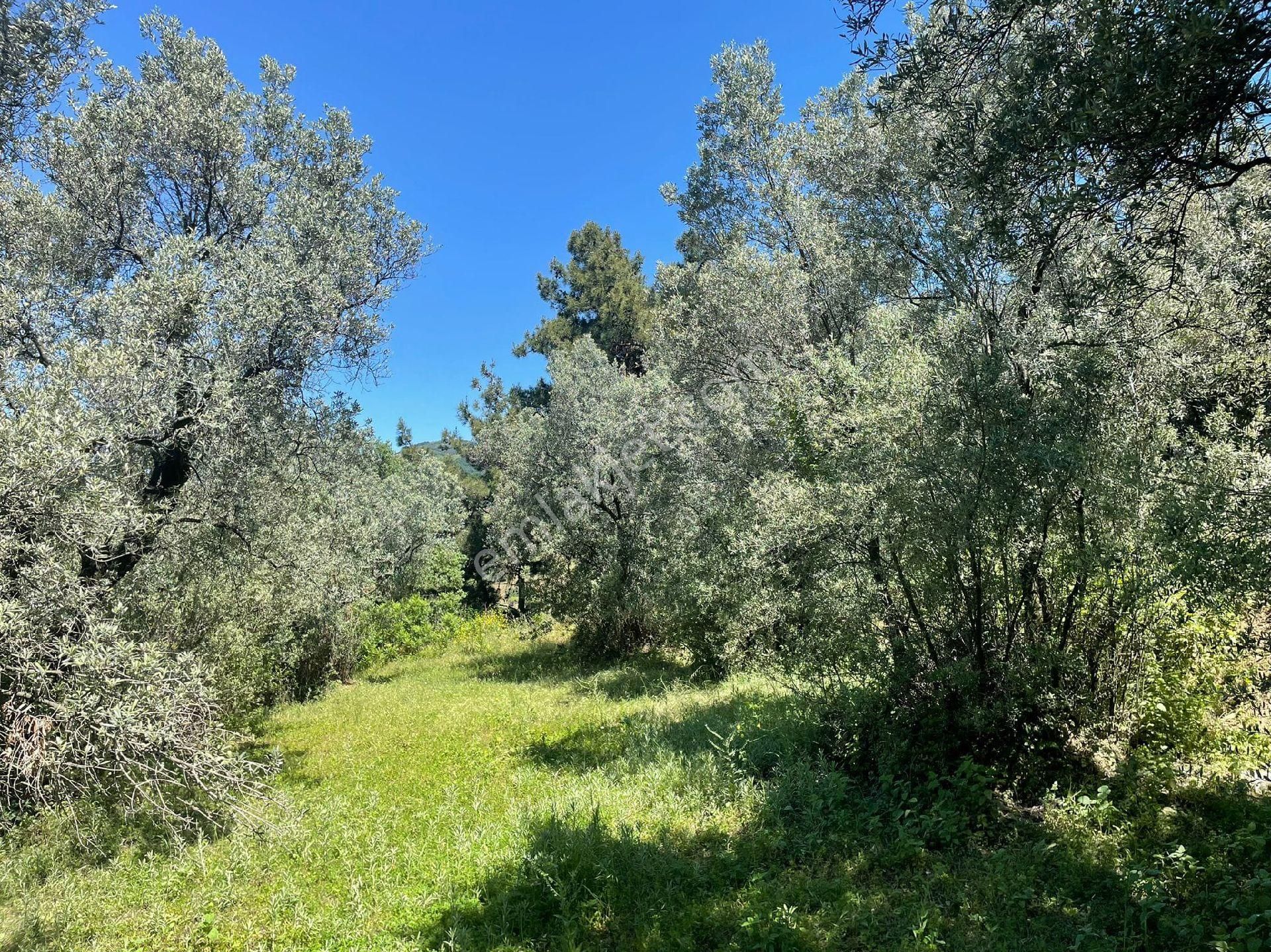 Umurbeyde İmara 1600m.2539mk.95.zeytin - Görsel 6