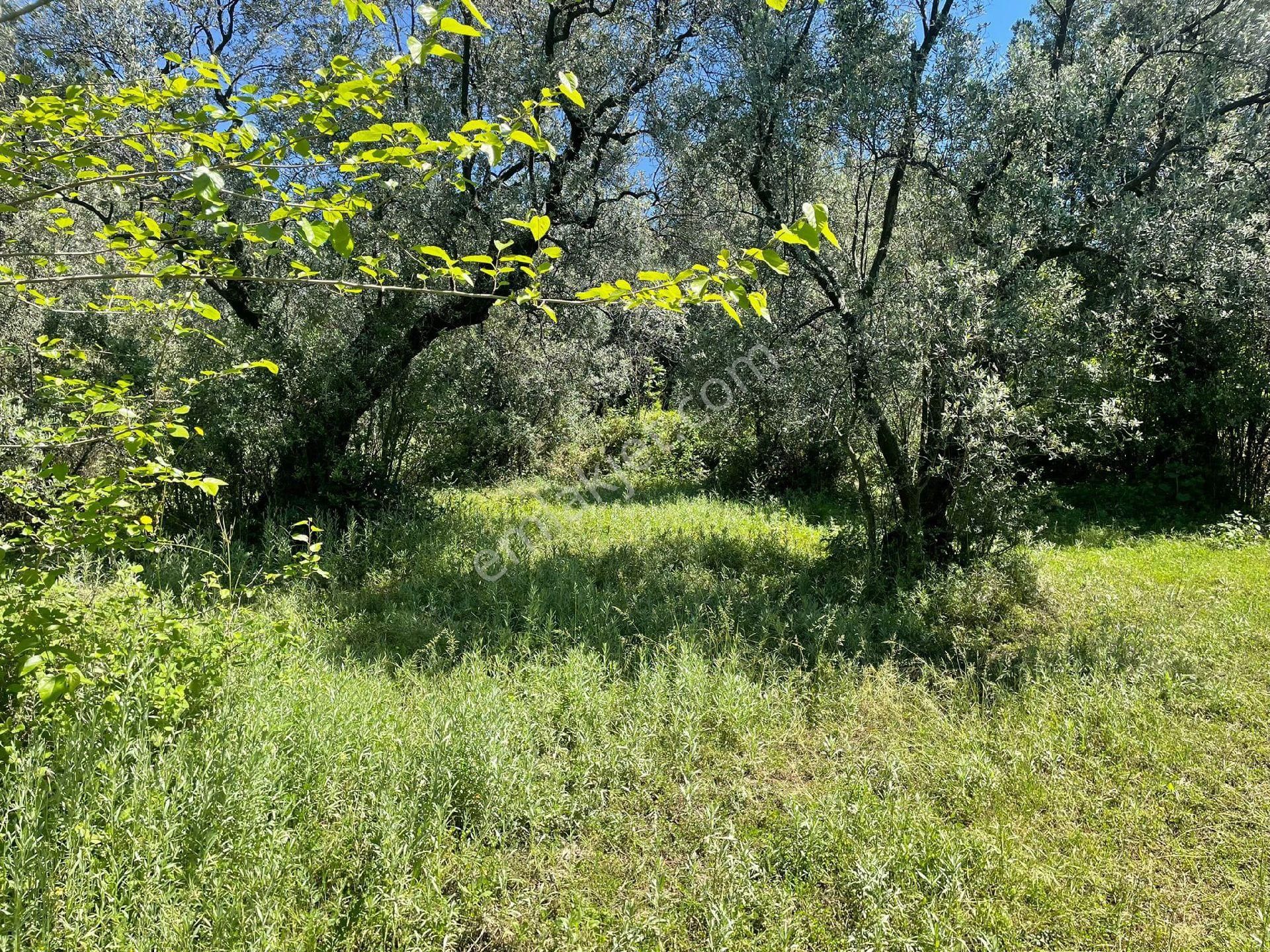 Umurbeyde İmara 1600m.2539mk.95.zeytin - Görsel 4