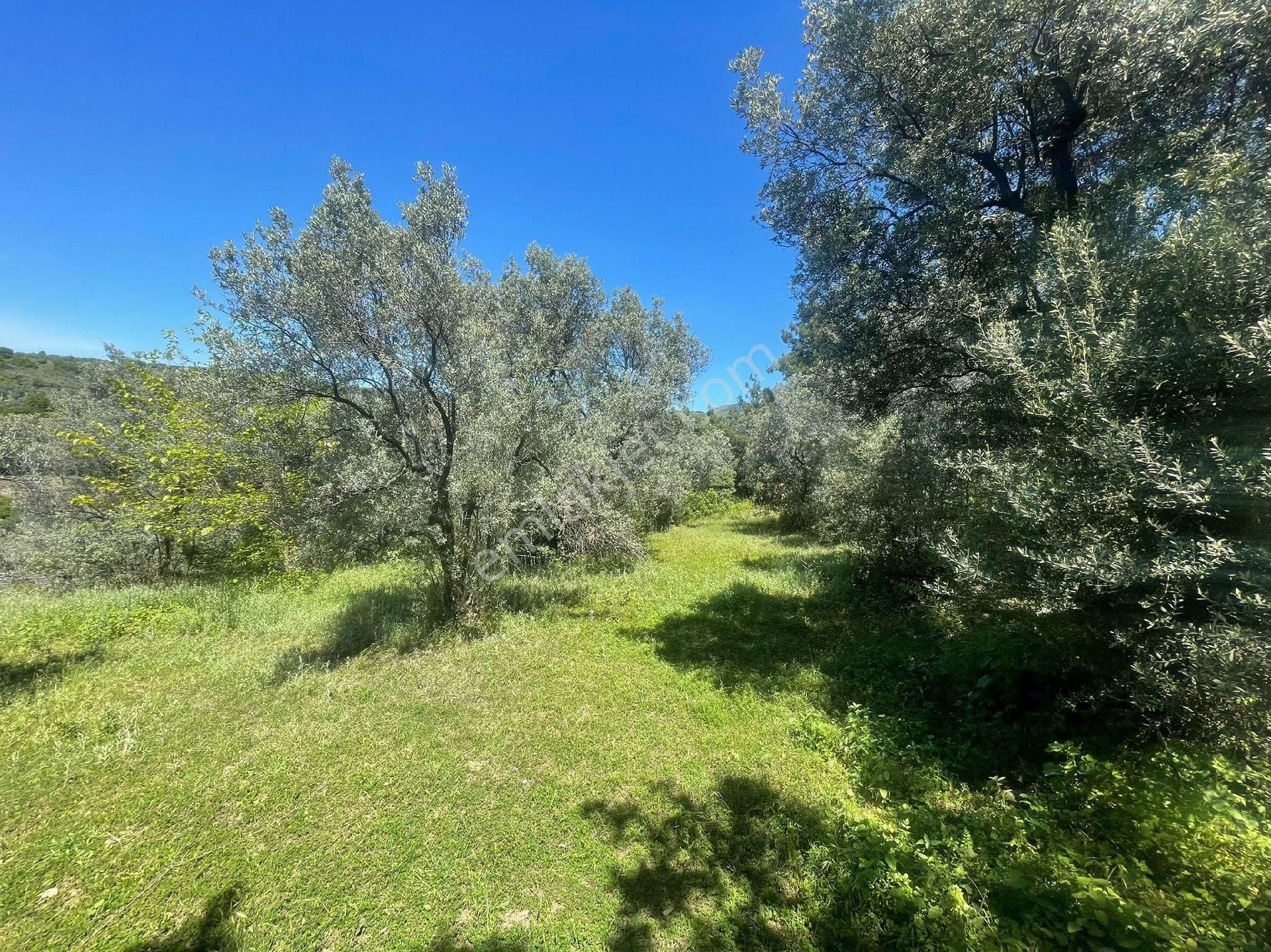 Umurbeyde İmara 1600m.2539mk.95.zeytin - Görsel 3