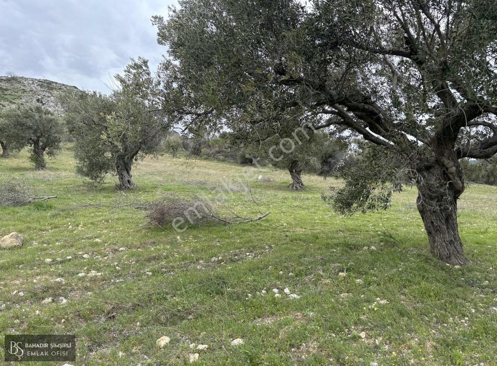 B.ş.den Yatağanda Asfalt Yola Cepheli 50950 M2 Satılık Zeytinlik - Görsel 4