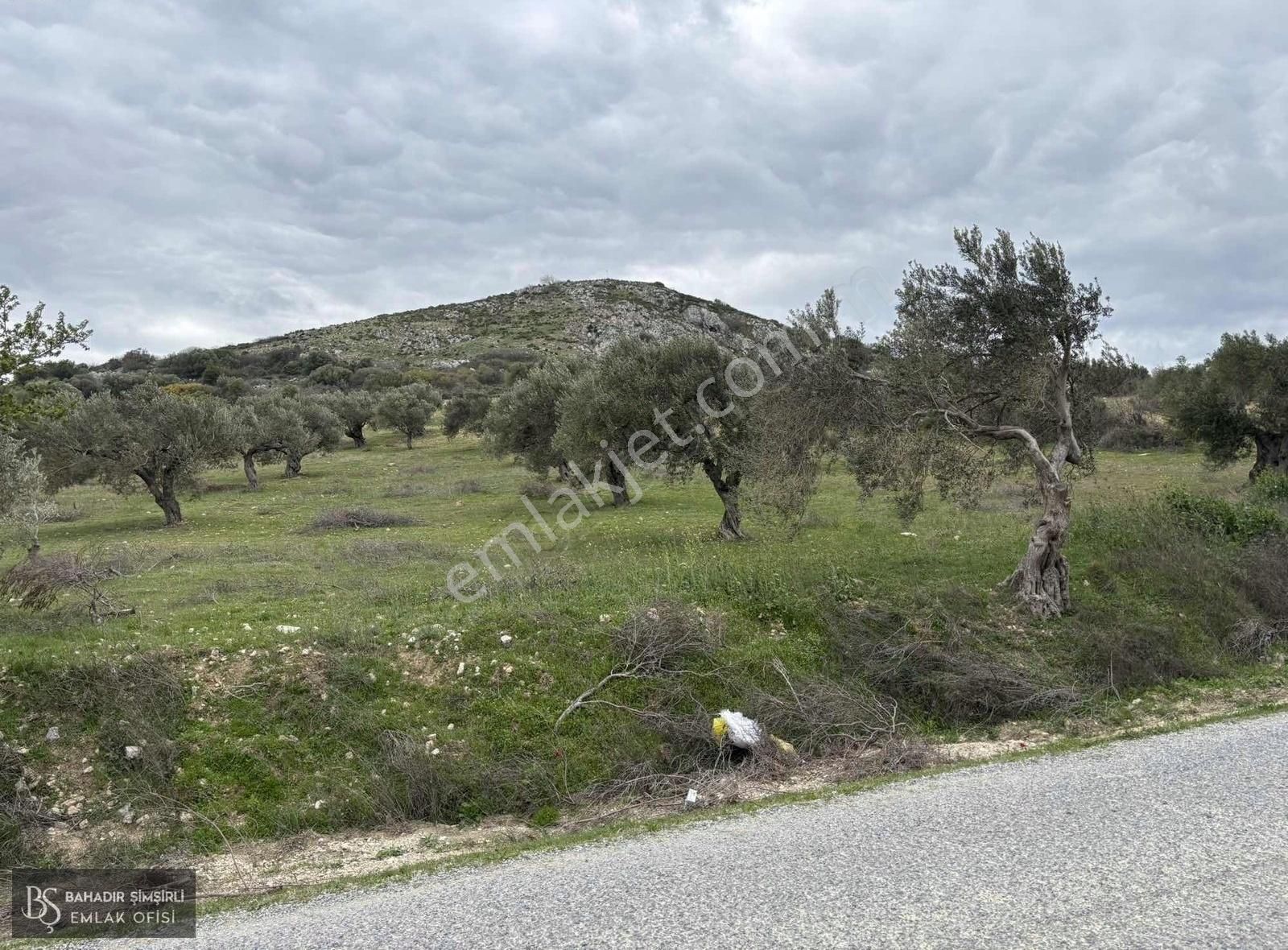 B.ş.den Yatağanda Asfalt Yola Cepheli 50950 M2 Satılık Zeytinlik - Görsel 33