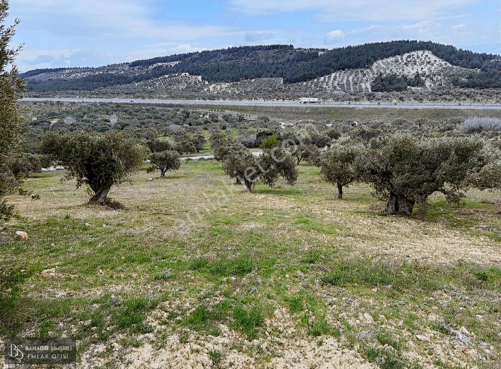 B.ş.den Yatağanda Asfalt Yola Cepheli 50950 M2 Satılık Zeytinlik - Görsel 14