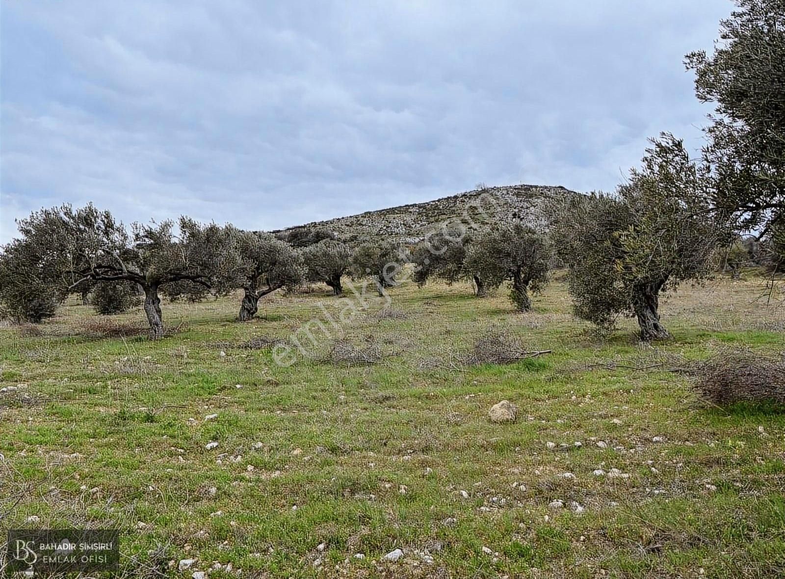 B.ş.den Yatağanda Asfalt Yola Cepheli 50950 M2 Satılık Zeytinlik - Görsel 31