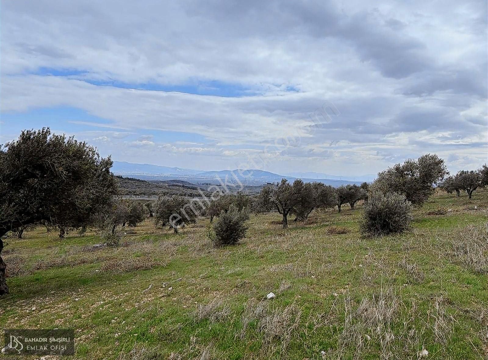 B.ş.den Yatağanda Asfalt Yola Cepheli 50950 M2 Satılık Zeytinlik - Görsel 29