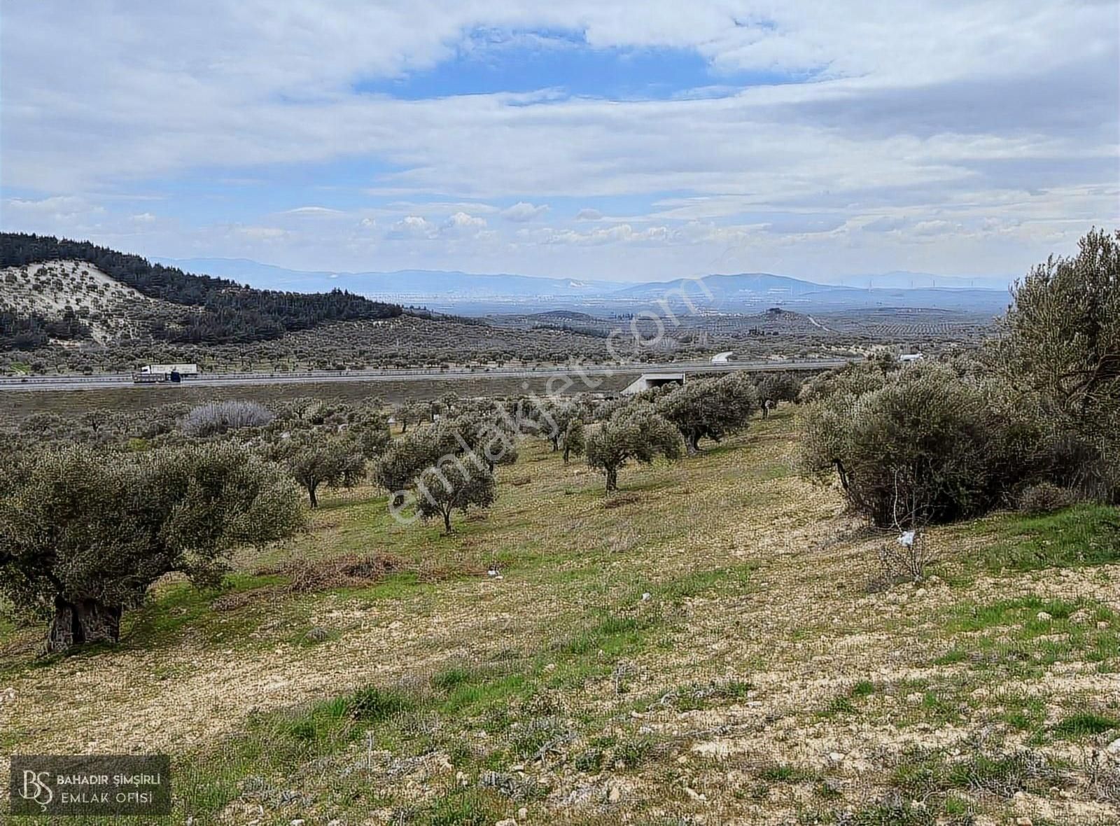 B.ş.den Yatağanda Asfalt Yola Cepheli 50950 M2 Satılık Zeytinlik - Görsel 6