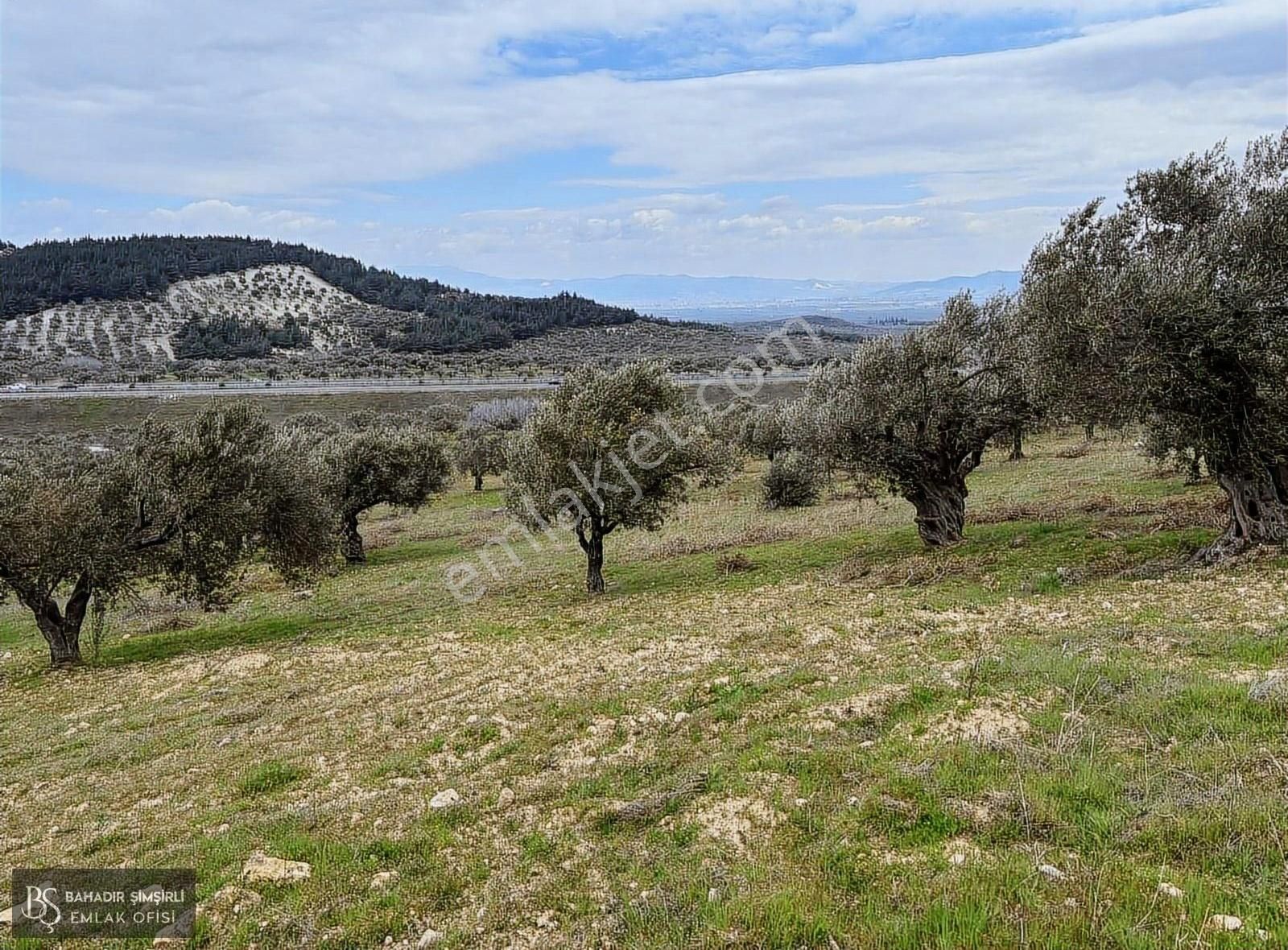 B.ş.den Yatağanda Asfalt Yola Cepheli 50950 M2 Satılık Zeytinlik - Görsel 34