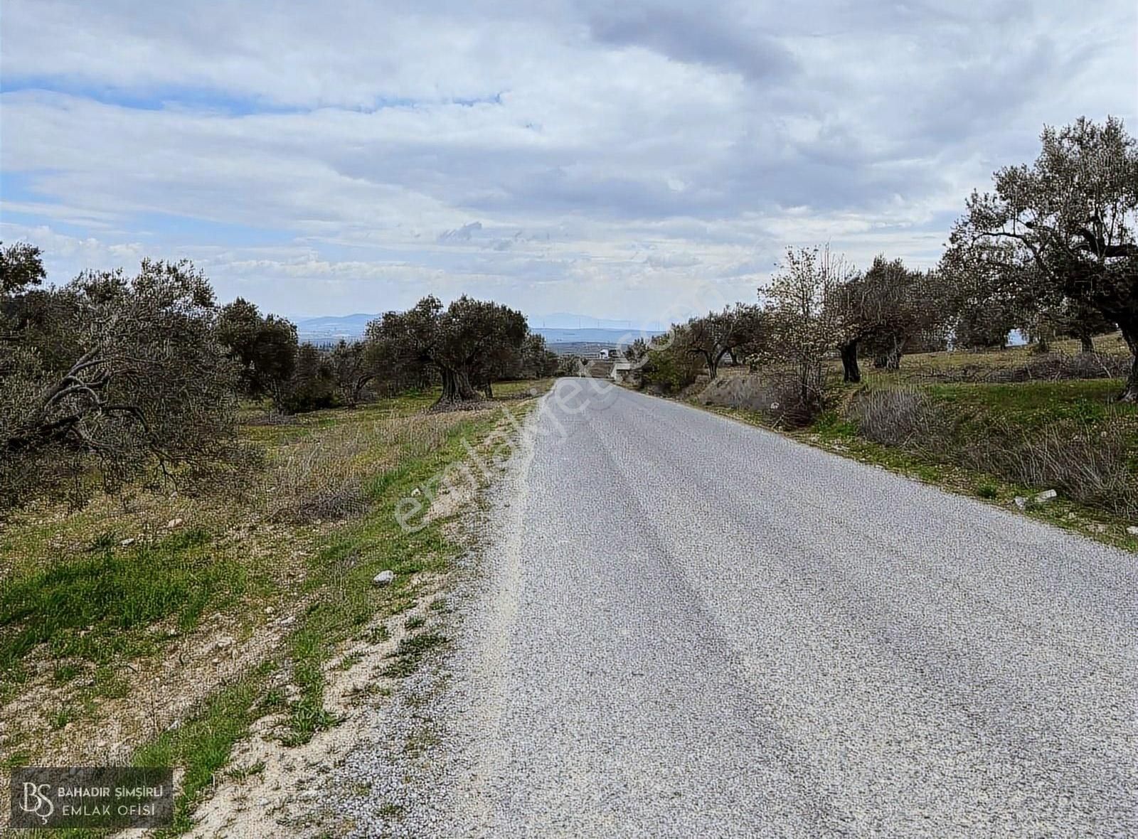 B.ş.den Yatağanda Asfalt Yola Cepheli 50950 M2 Satılık Zeytinlik - Görsel 9