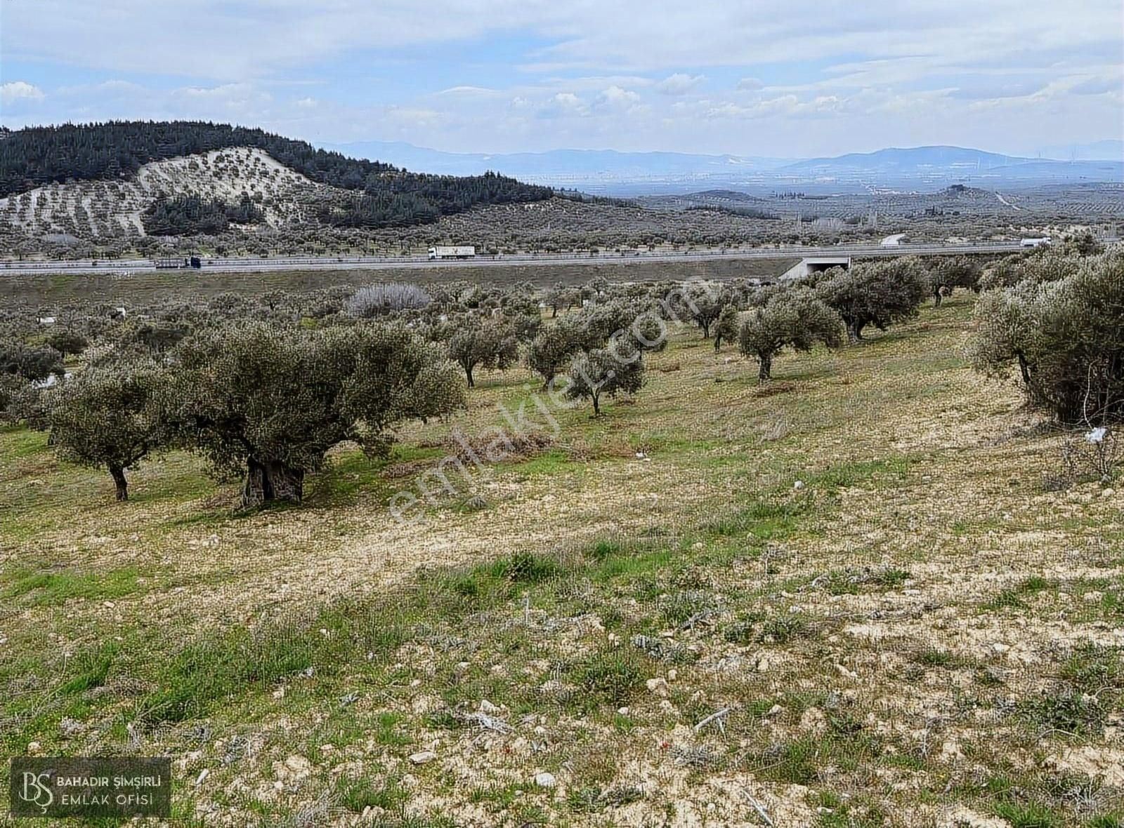 B.ş.den Yatağanda Asfalt Yola Cepheli 50950 M2 Satılık Zeytinlik - Görsel 26