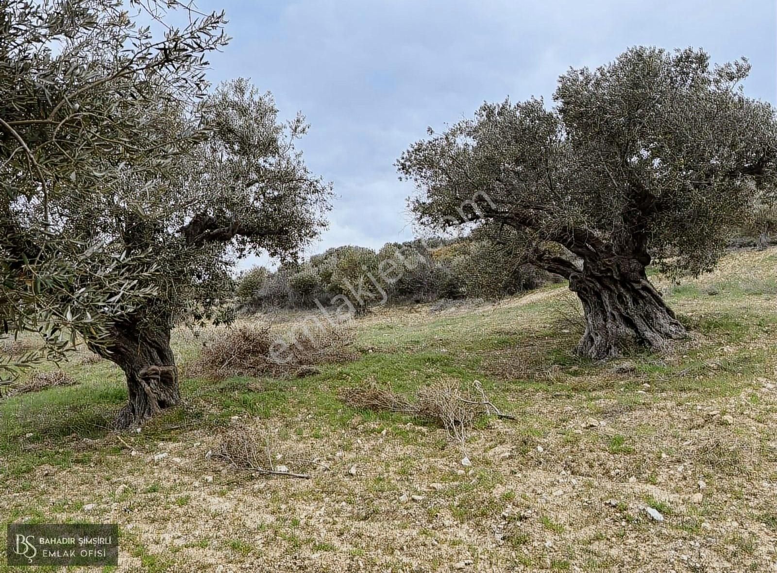 B.ş.den Yatağanda Asfalt Yola Cepheli 50950 M2 Satılık Zeytinlik - Görsel 12