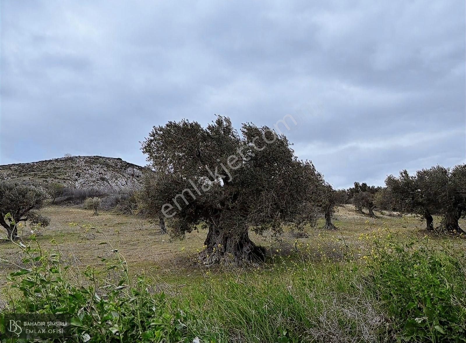 B.ş.den Yatağanda Asfalt Yola Cepheli 50950 M2 Satılık Zeytinlik - Görsel 27
