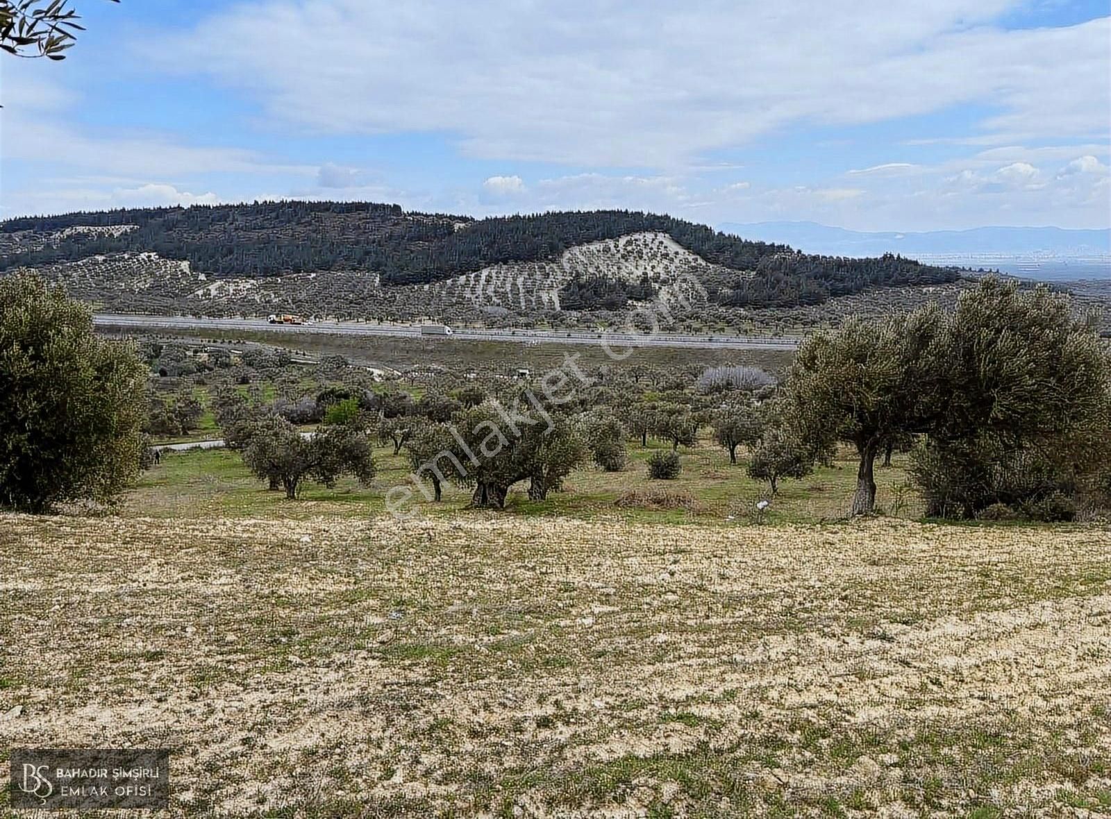 B.ş.den Yatağanda Asfalt Yola Cepheli 50950 M2 Satılık Zeytinlik - Görsel 15