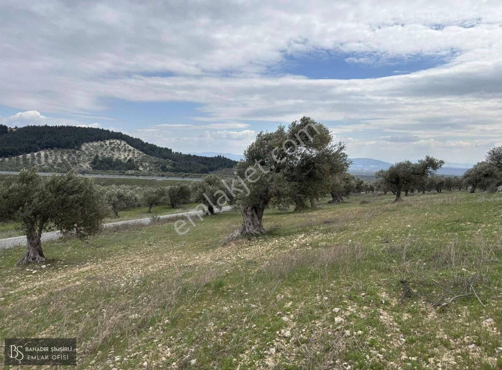 B.ş.den Yatağanda Asfalt Yola Cepheli 50950 M2 Satılık Zeytinlik - Görsel 8
