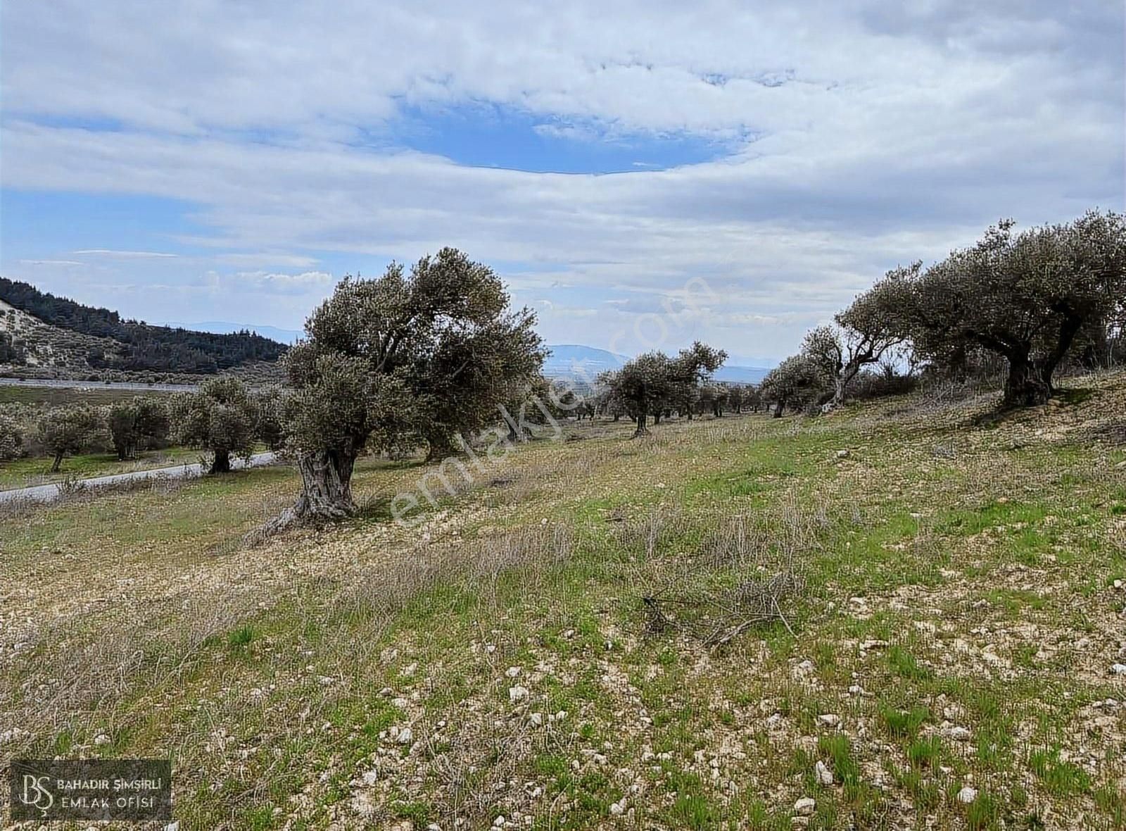 B.ş.den Yatağanda Asfalt Yola Cepheli 50950 M2 Satılık Zeytinlik - Görsel 2