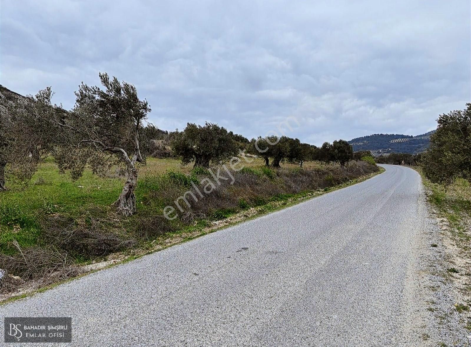 B.ş.den Yatağanda Asfalt Yola Cepheli 50950 M2 Satılık Zeytinlik - Görsel 11