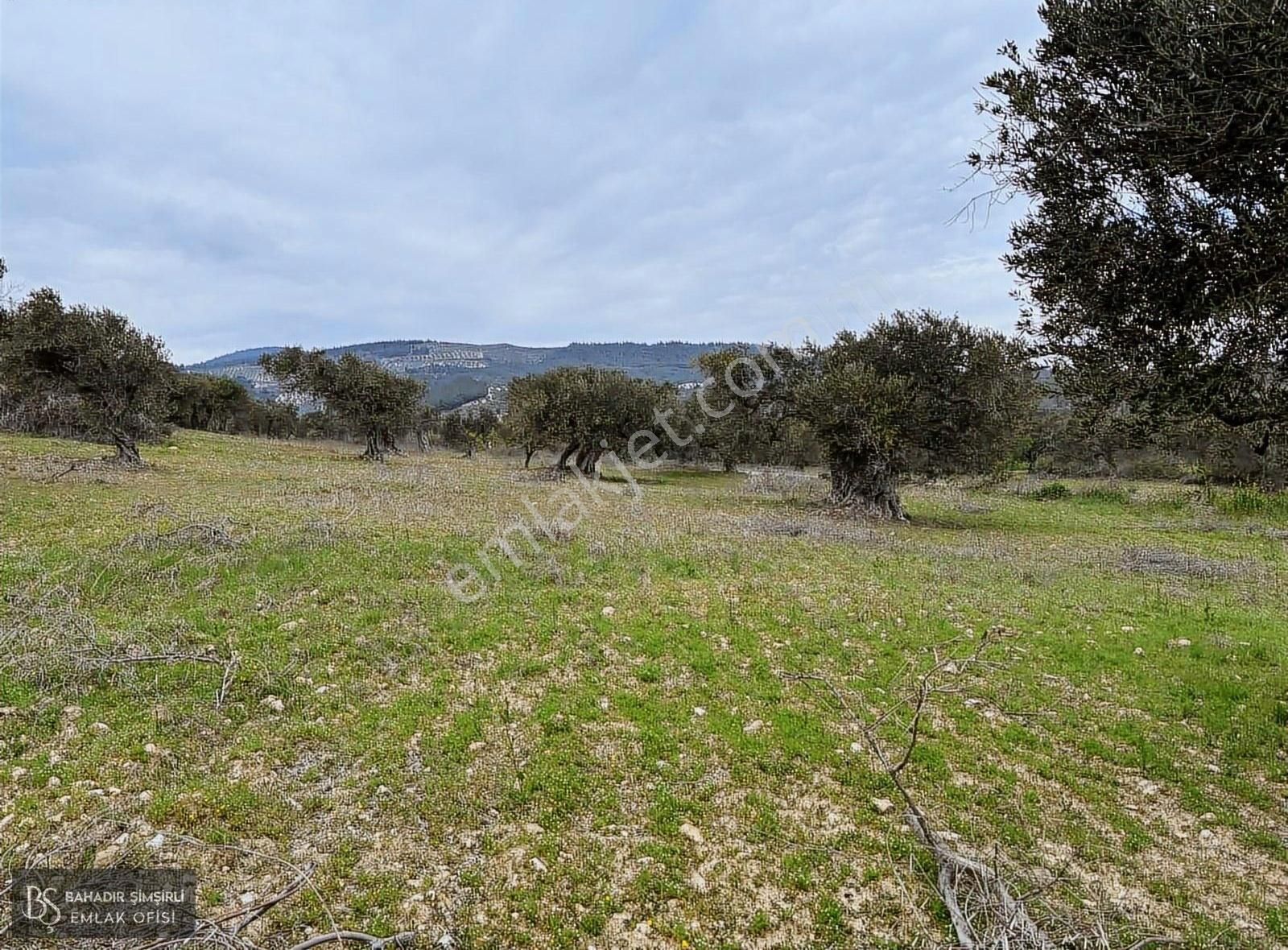 B.ş.den Yatağanda Asfalt Yola Cepheli 50950 M2 Satılık Zeytinlik - Görsel 20