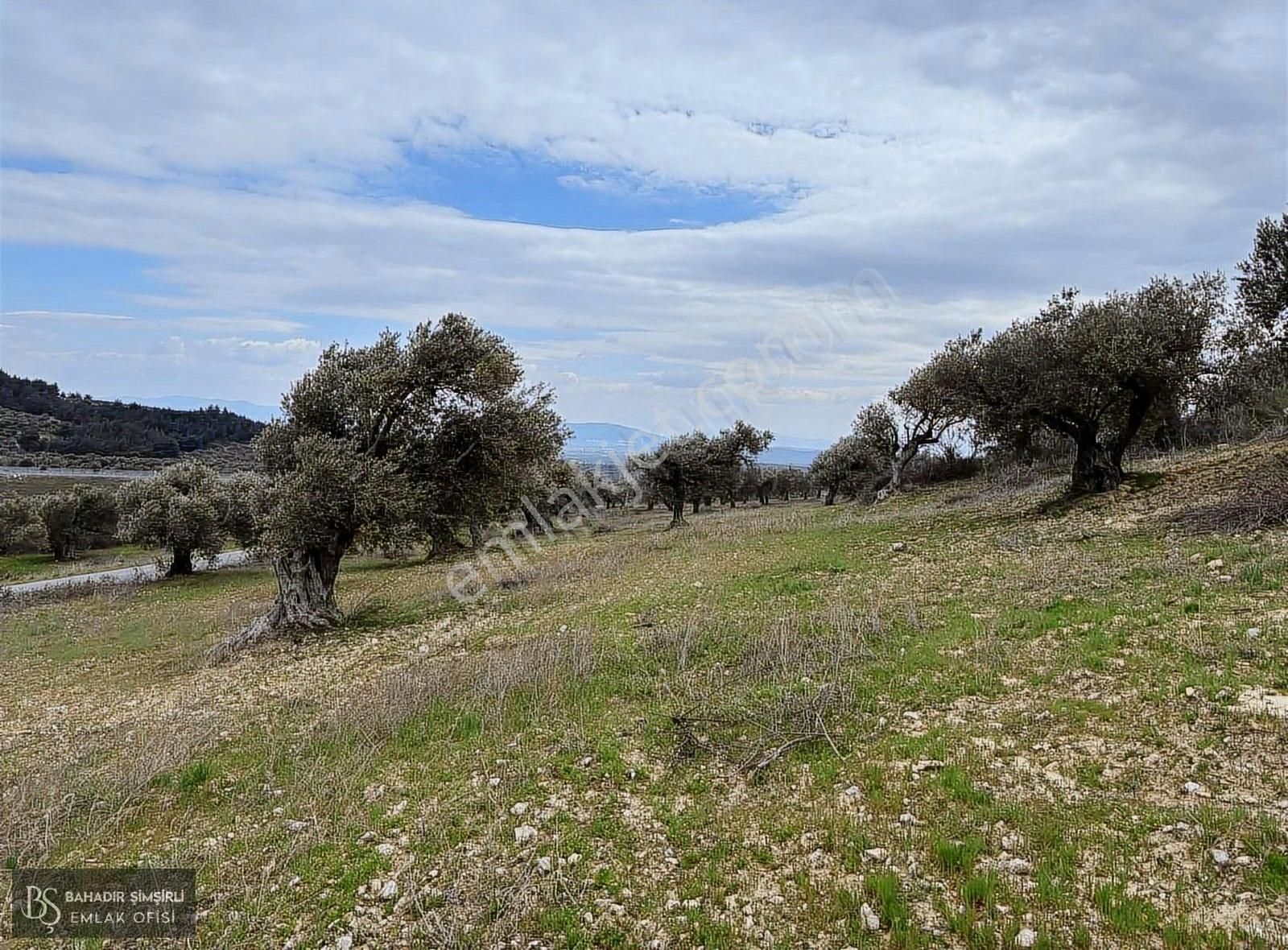 B.ş.den Yatağanda Asfalt Yola Cepheli 50950 M2 Satılık Zeytinlik - Görsel 32