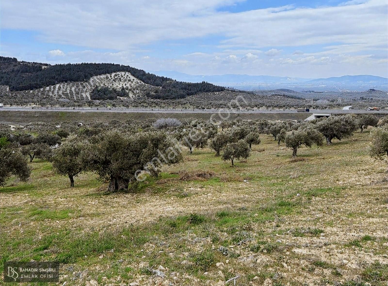 B.ş.den Yatağanda Asfalt Yola Cepheli 50950 M2 Satılık Zeytinlik - Görsel 7