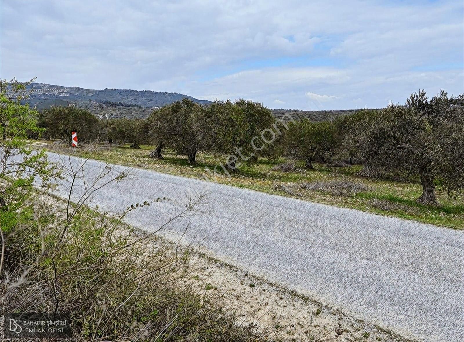 B.ş.den Yatağanda Asfalt Yola Cepheli 50950 M2 Satılık Zeytinlik - Görsel 18