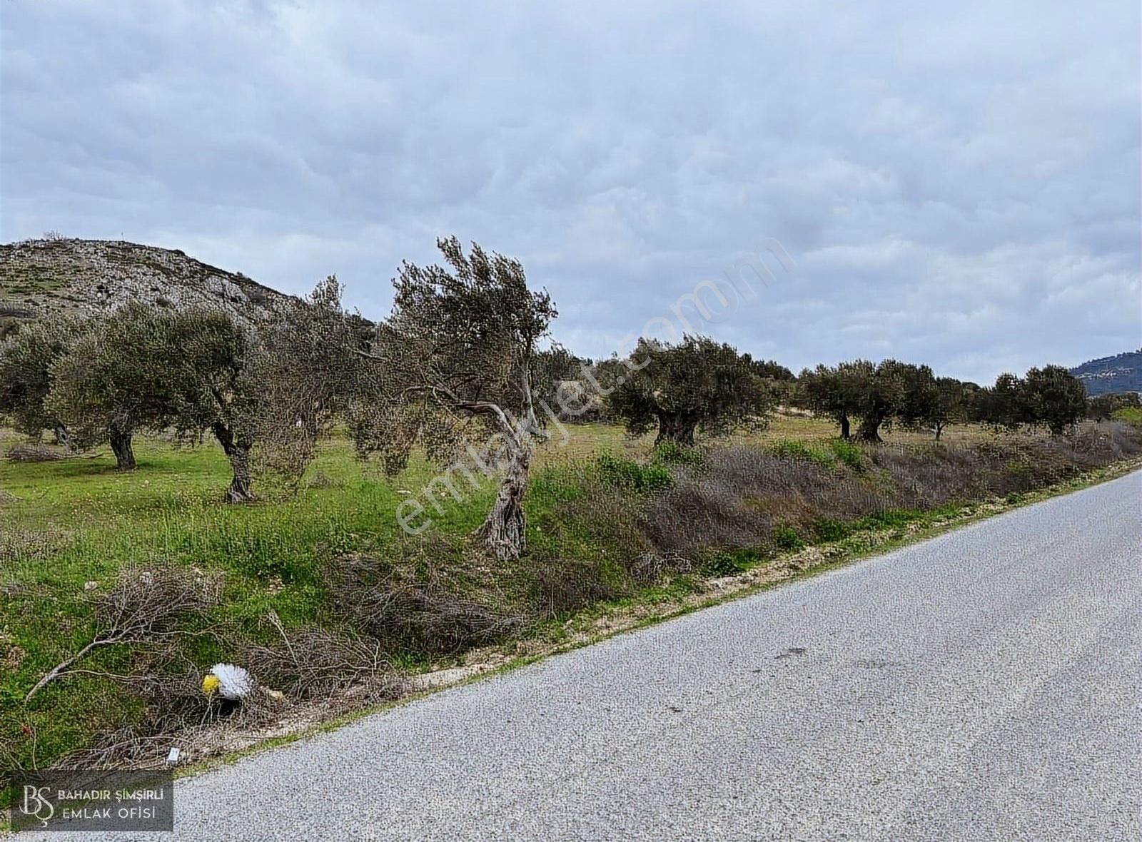 B.ş.den Yatağanda Asfalt Yola Cepheli 50950 M2 Satılık Zeytinlik - Görsel 17