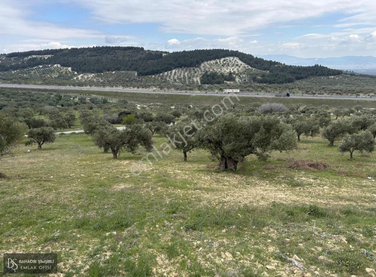 B.ş.den Yatağanda Asfalt Yola Cepheli 50950 M2 Satılık Zeytinlik - Görsel 21