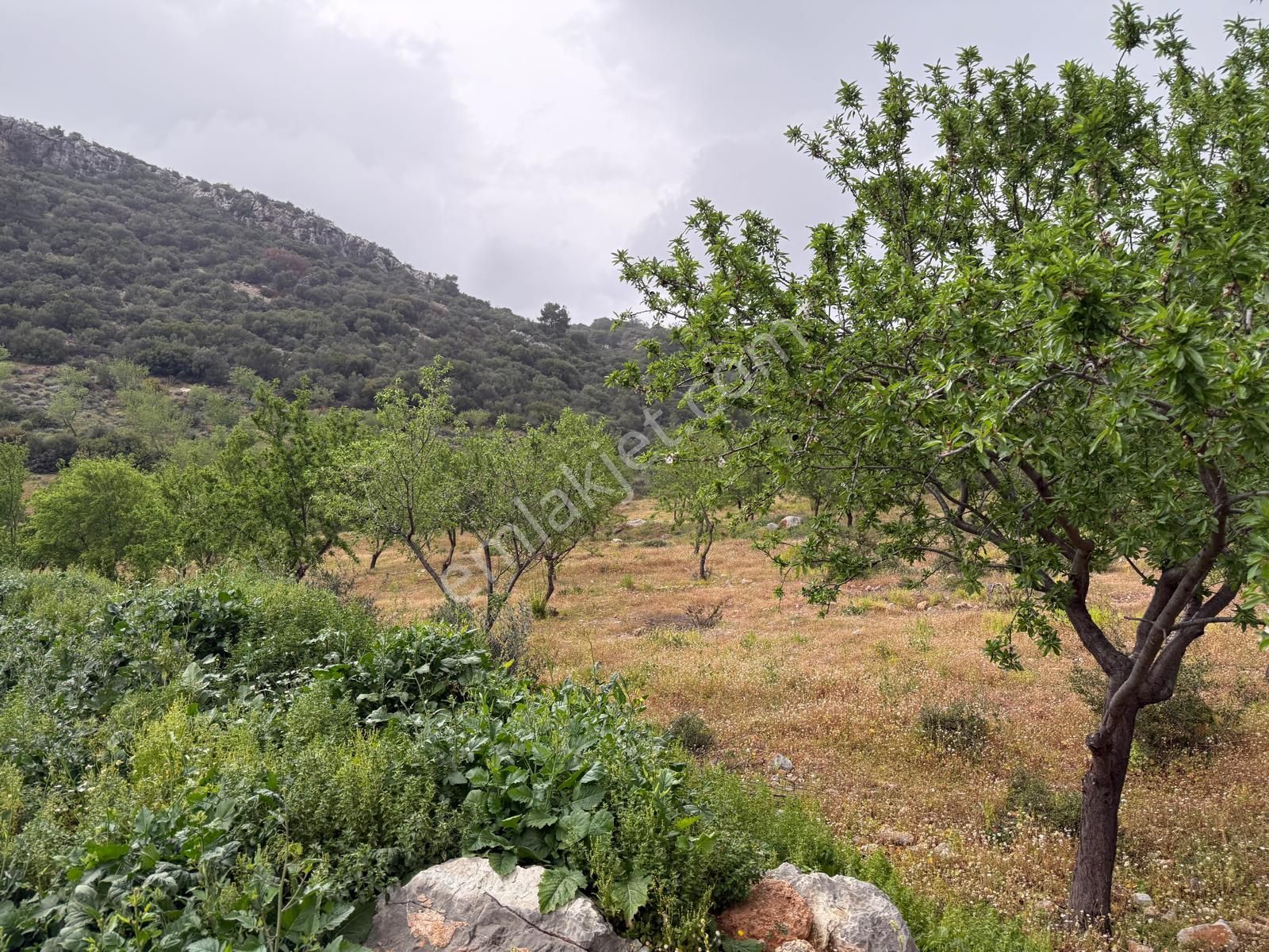 Menderes Ahmetbeyli'de Satılık Zeytinlik Meşe Emlak'tan - Görsel 7
