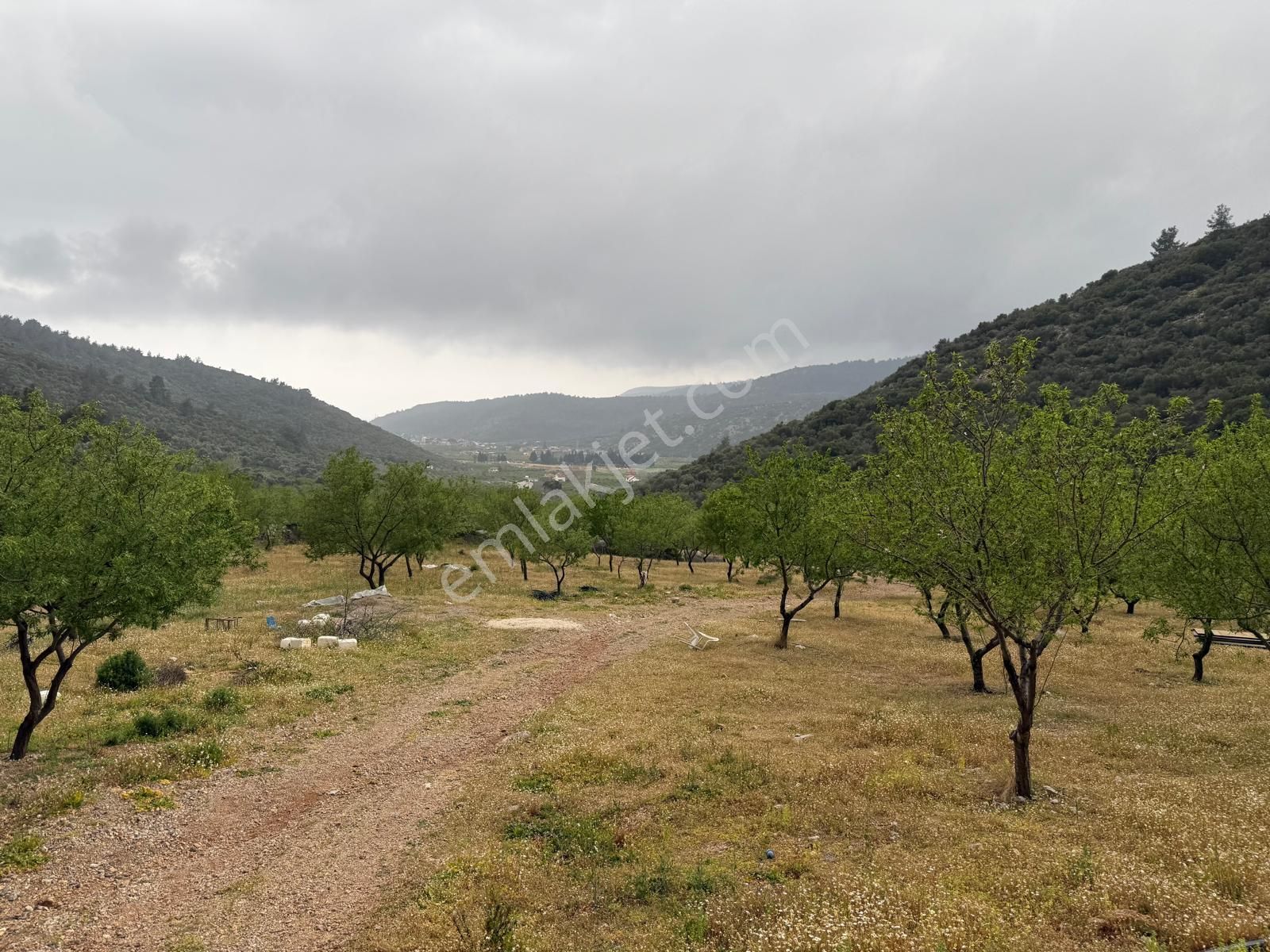 Menderes Ahmetbeyli'de Satılık Zeytinlik Meşe Emlak'tan - Görsel 4