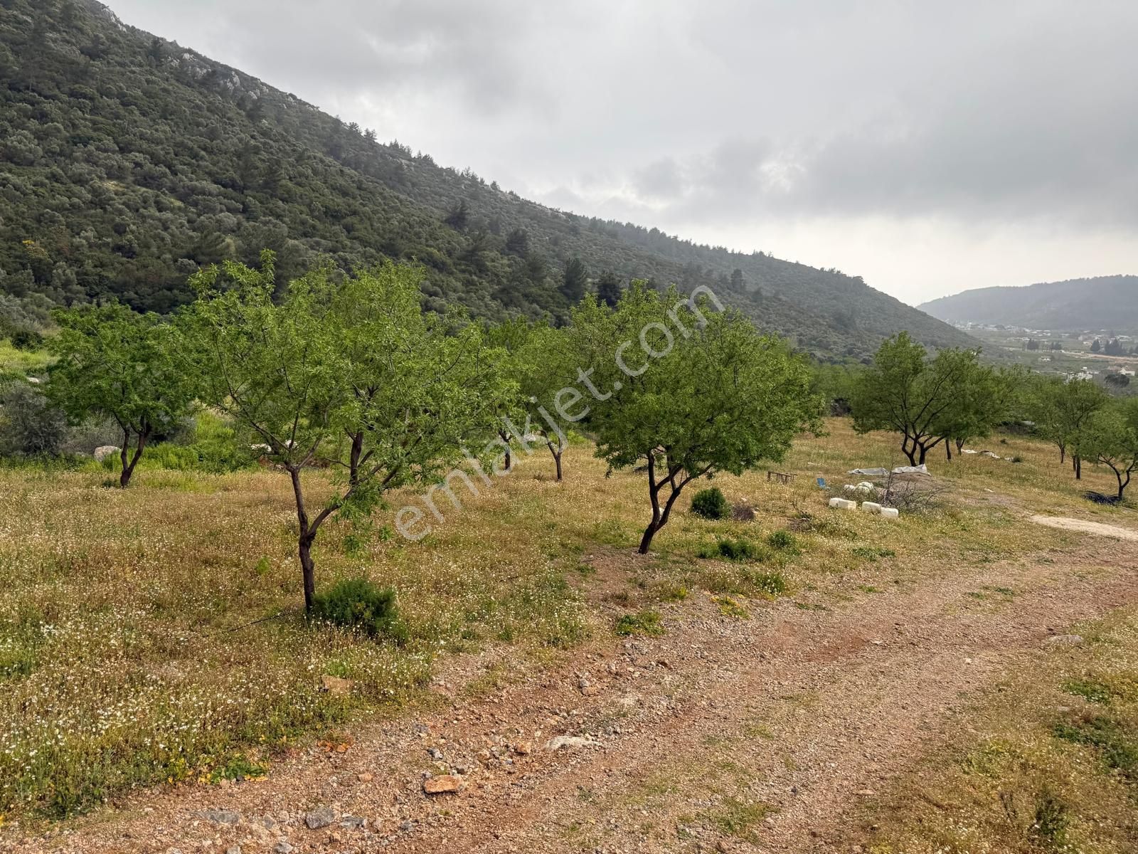 Menderes Ahmetbeyli'de Satılık Zeytinlik Meşe Emlak'tan - Görsel 12