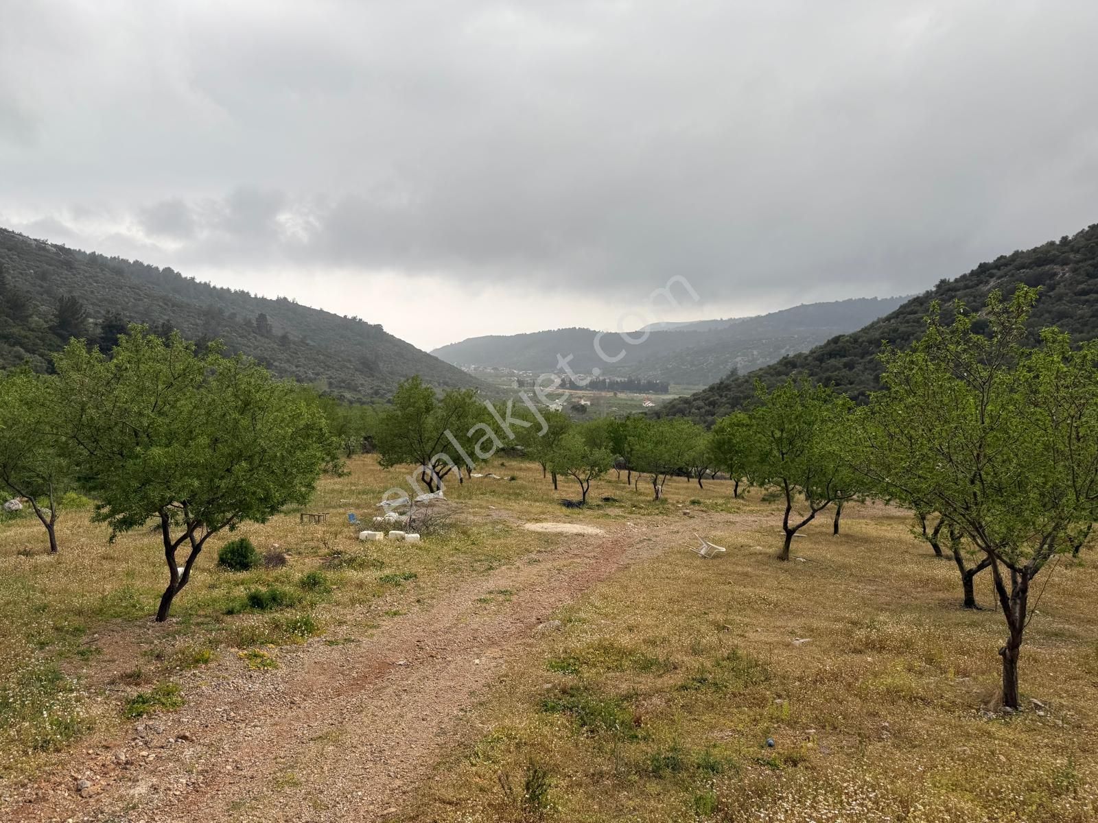 Menderes Ahmetbeyli'de Satılık Zeytinlik Meşe Emlak'tan - Görsel 2