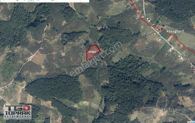 Ferizli Ceylandere Köyü 7832 M2 Satılık Fındık Bahçesi - Görsel 2