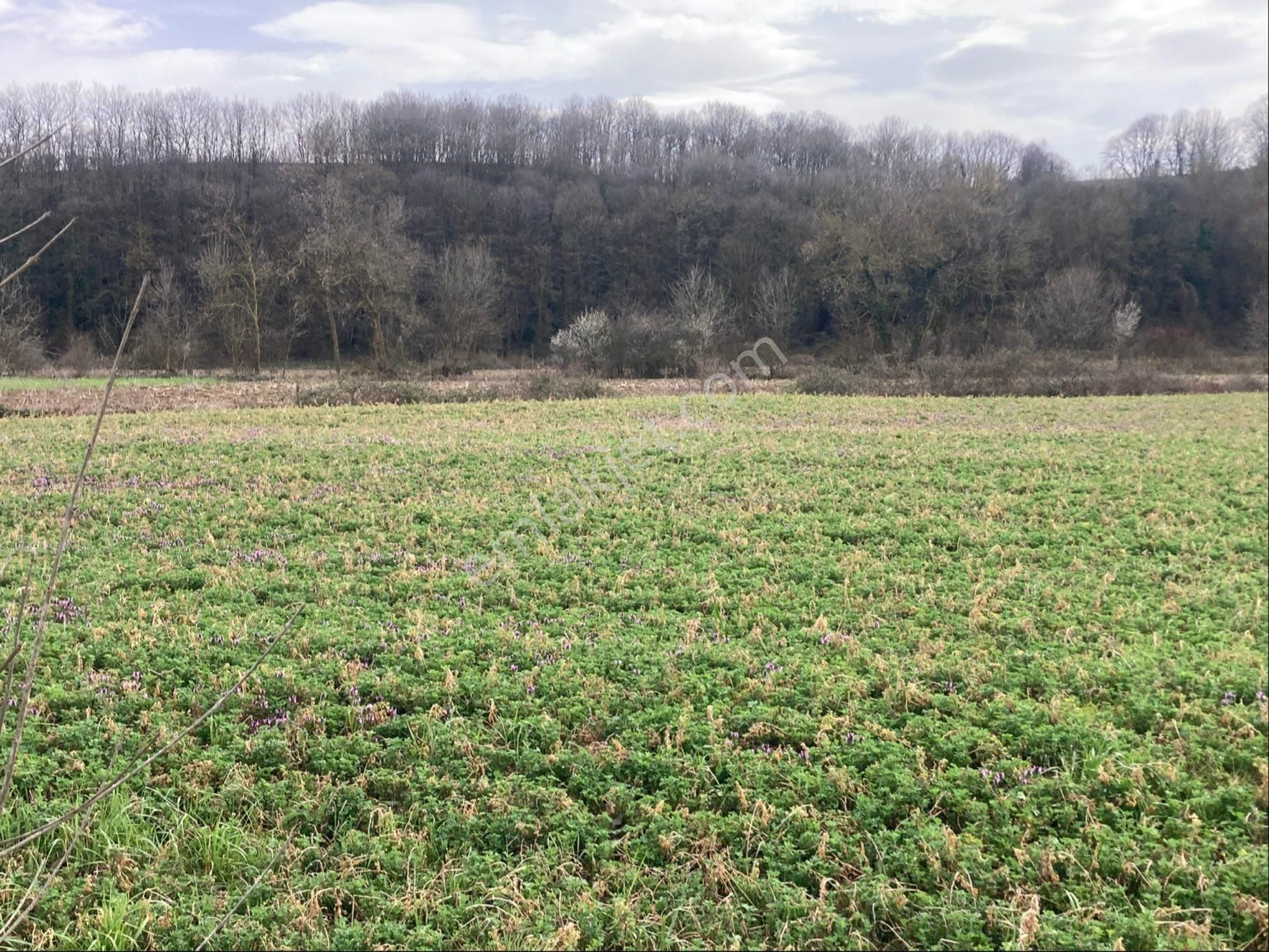 Sakarya Kayrancık Mah. Yatırımlık 1137m2 Tarla - Görsel 3