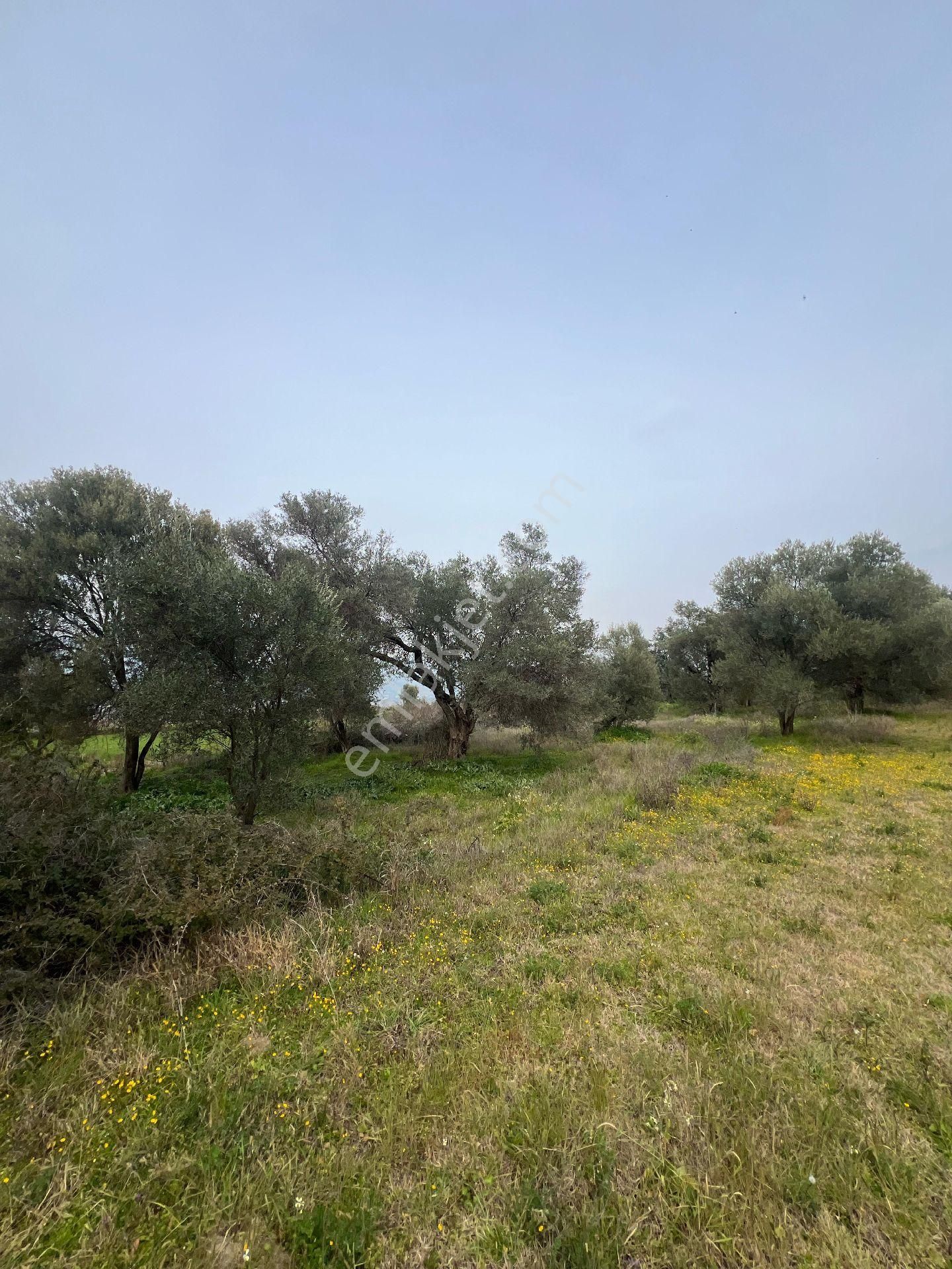 Kuyucak Karapınarda 17300 Metre Bahçe - Görsel 6