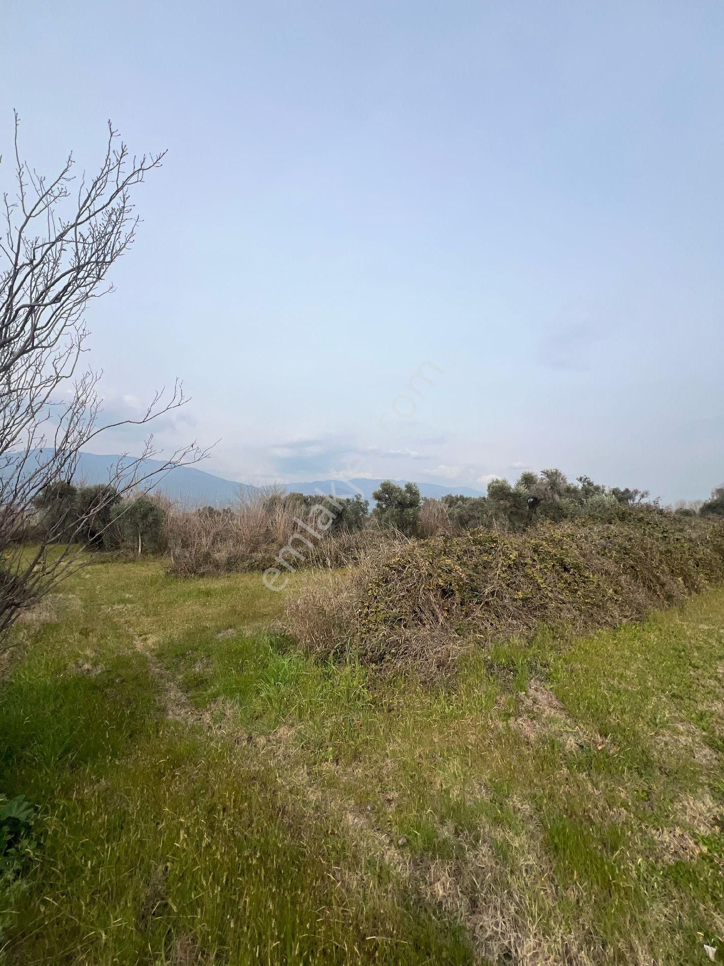 Kuyucak Karapınarda 17300 Metre Bahçe - Görsel 3
