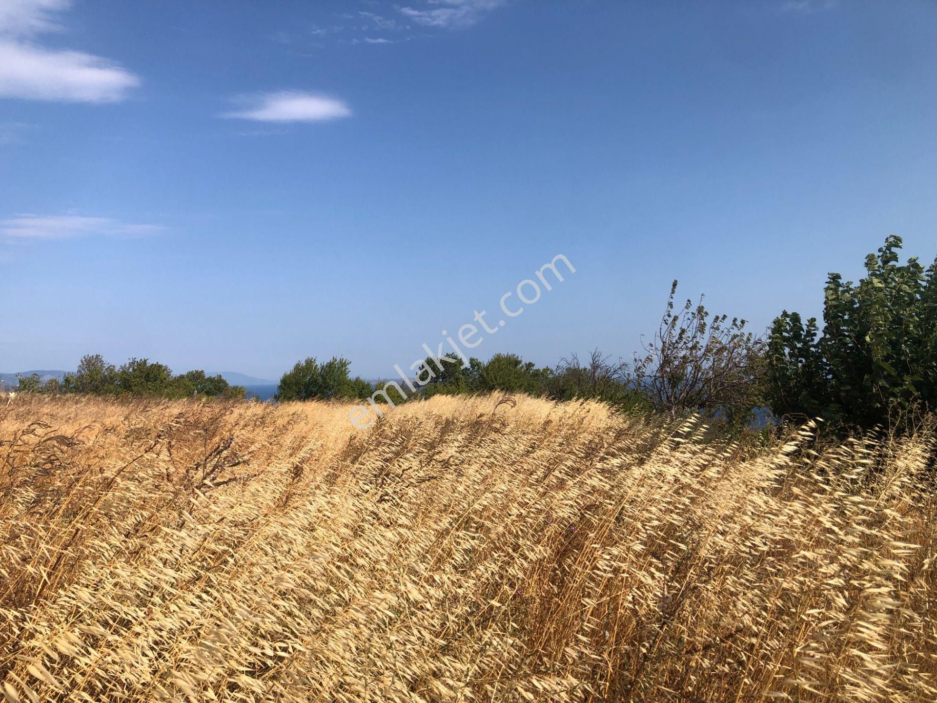Şarköy De Işık Emlaktan Kirazlı Mah De 1500 M2 0/35 İmarlı Arsa - Görsel 8