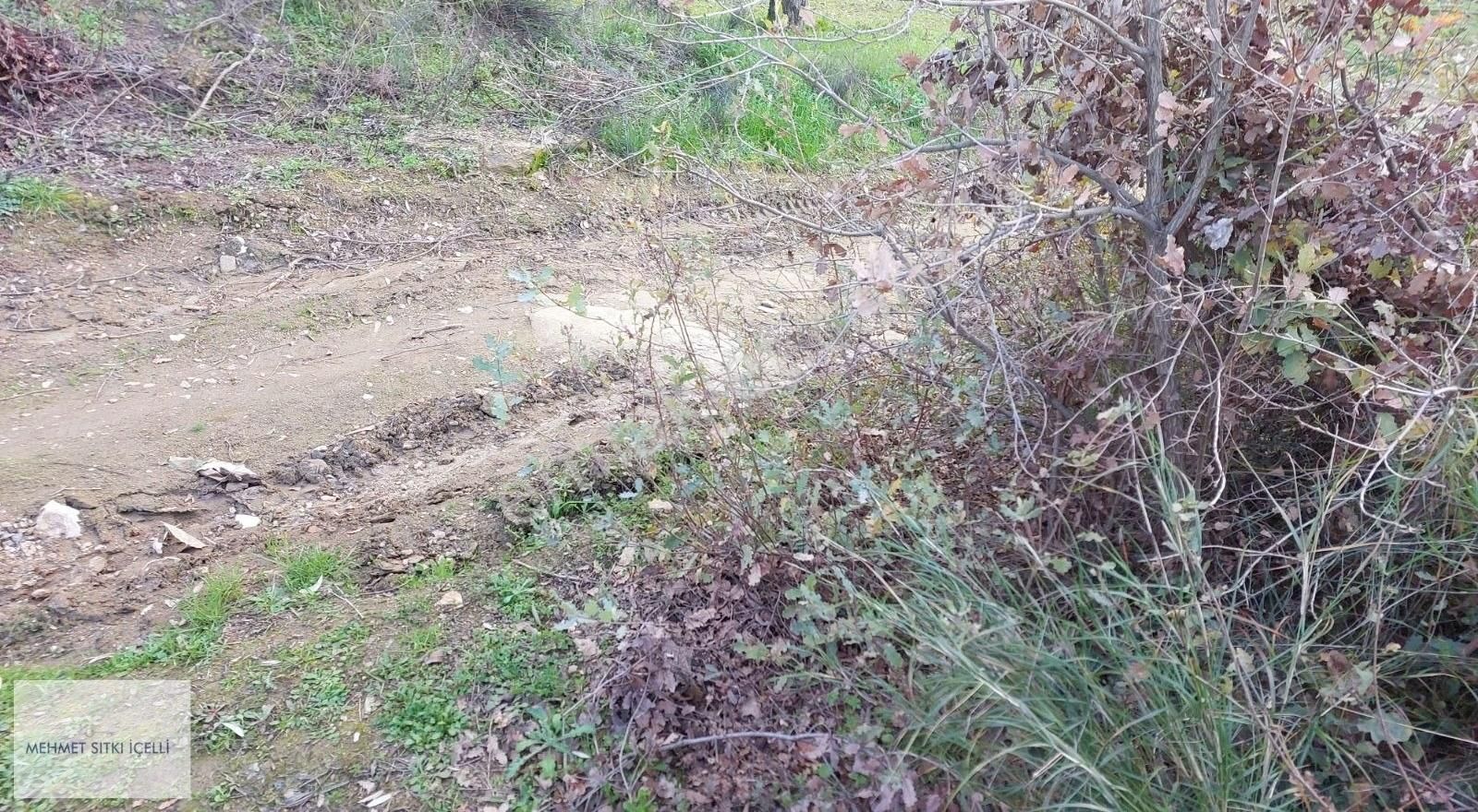 Tire Ye 1 Km Mesefade Zeytinlik!!! - Görsel 12