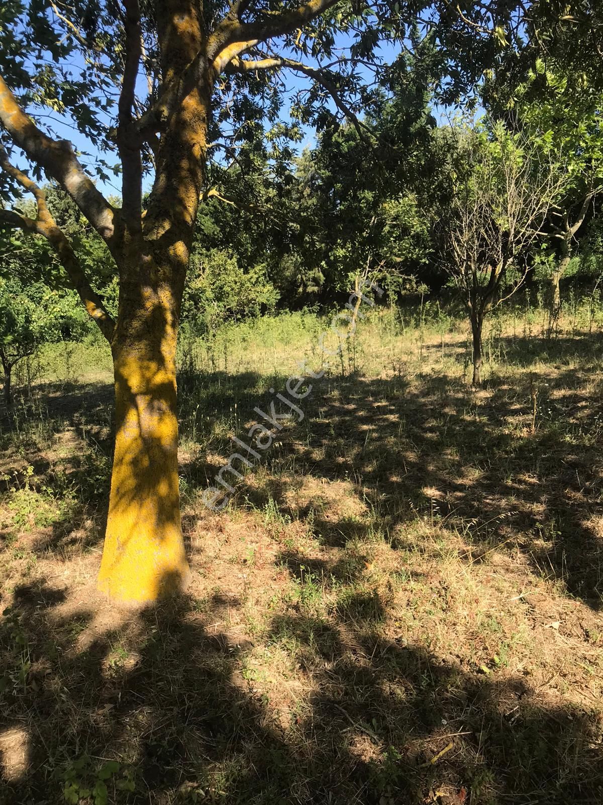 Silivri Akörende Doğa Harikası 13650m2 10+1 Havuzlu Villa - Görsel 19