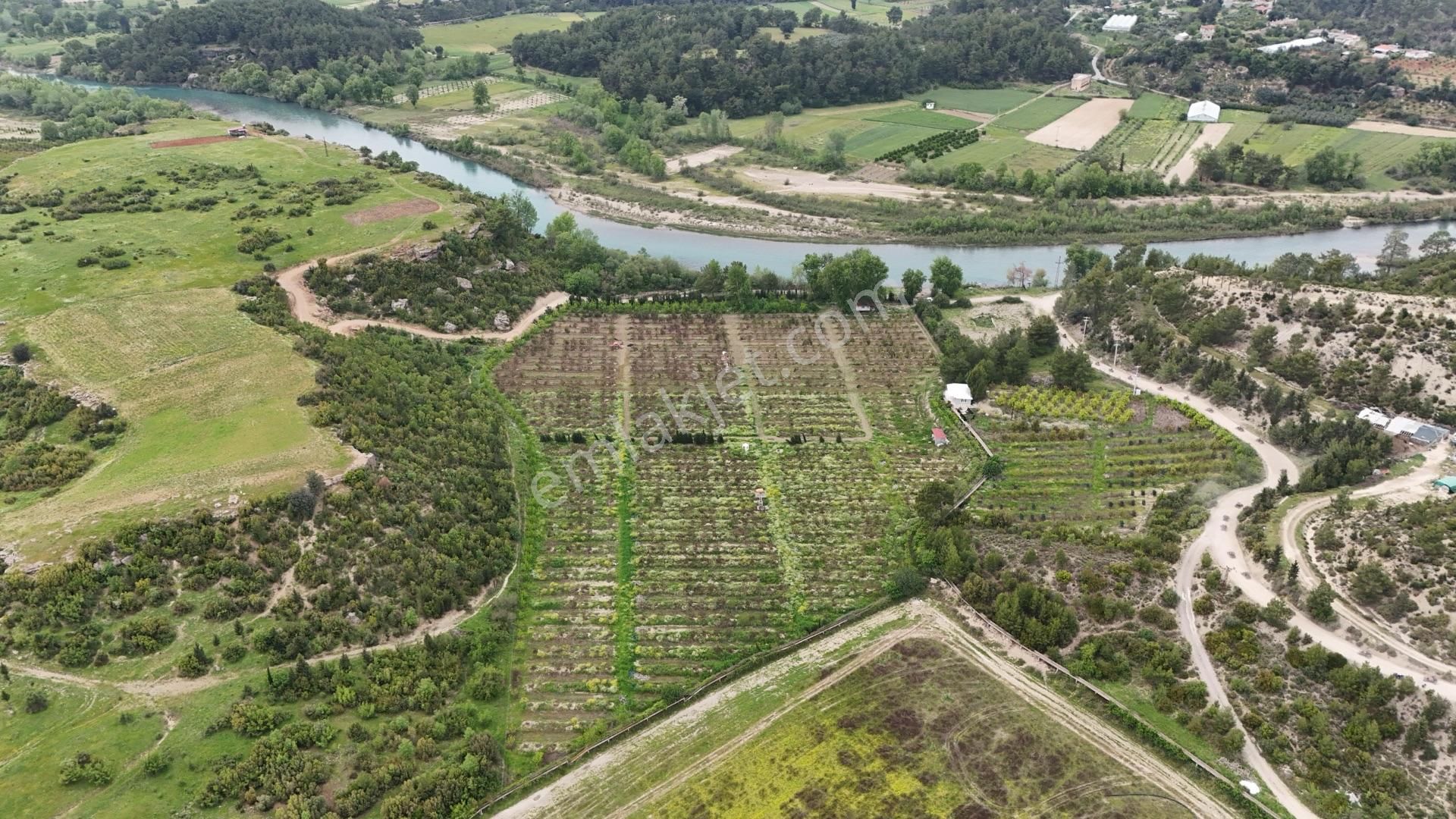 Manavgat Sağırin'de, Su Kenarı, Satılık 38 Dönüm Avokado Bahçesi - Görsel 5