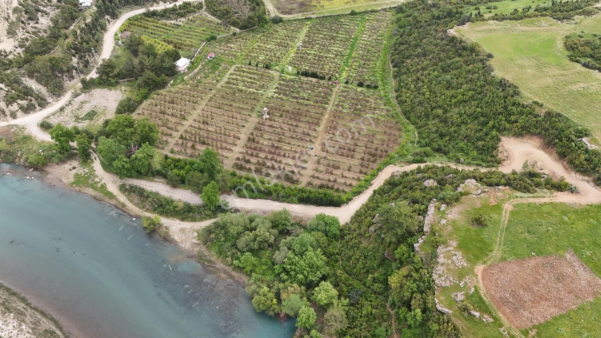 Manavgat Sağırin'de, Su Kenarı, Satılık 38 Dönüm Avokado Bahçesi - Görsel 4