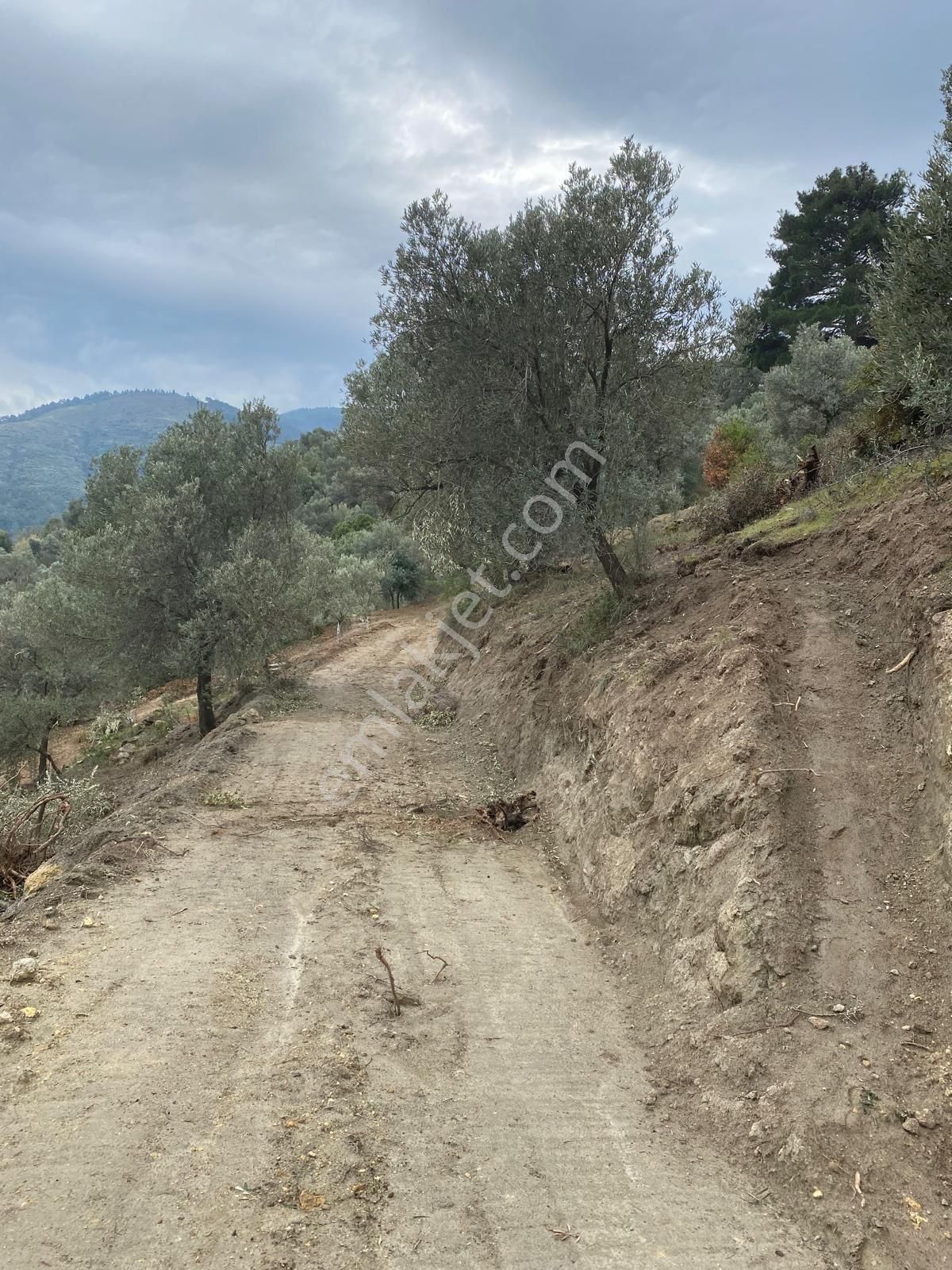 Tire Satılık Zeytinlik Halkapınar Köyü 5300 M2 Tek Tapu Köy Civarı - Görsel 7