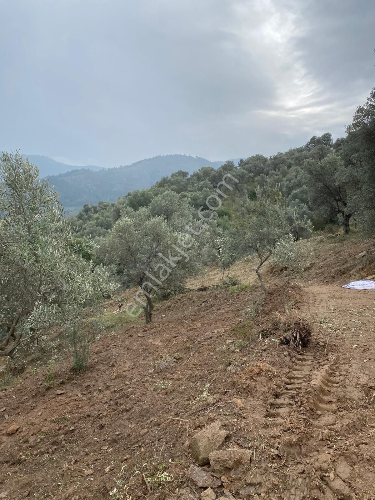 Tire Satılık Zeytinlik Halkapınar Köyü 5300 M2 Tek Tapu Köy Civarı - Görsel 8