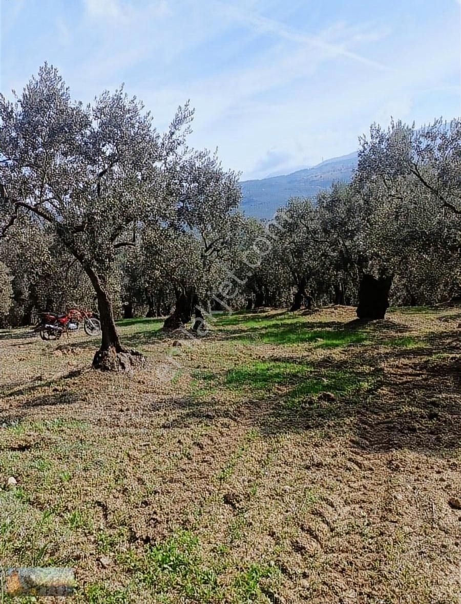 Umurbey De 1036m2 İmara 900m Otomobil İle Ulaşılan 40 Zeytin - Görsel 6