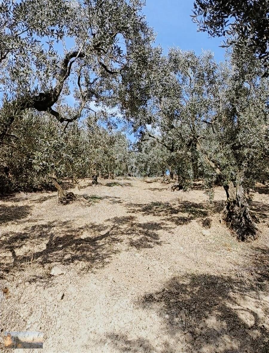 Umurbey De 1036m2 İmara 900m Otomobil İle Ulaşılan 40 Zeytin - Görsel 7
