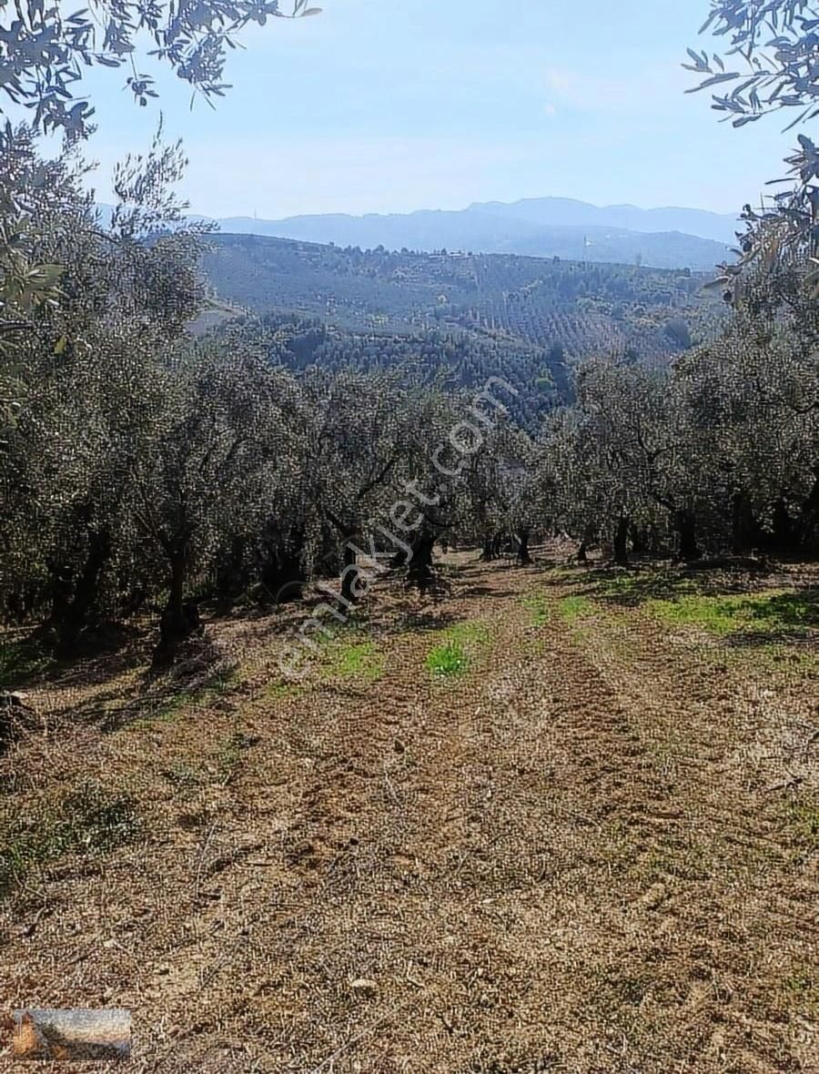Umurbey De 1036m2 İmara 900m Otomobil İle Ulaşılan 40 Zeytin - Görsel 4