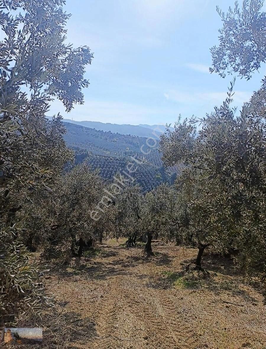 Umurbey De 1036m2 İmara 900m Otomobil İle Ulaşılan 40 Zeytin - Görsel 3