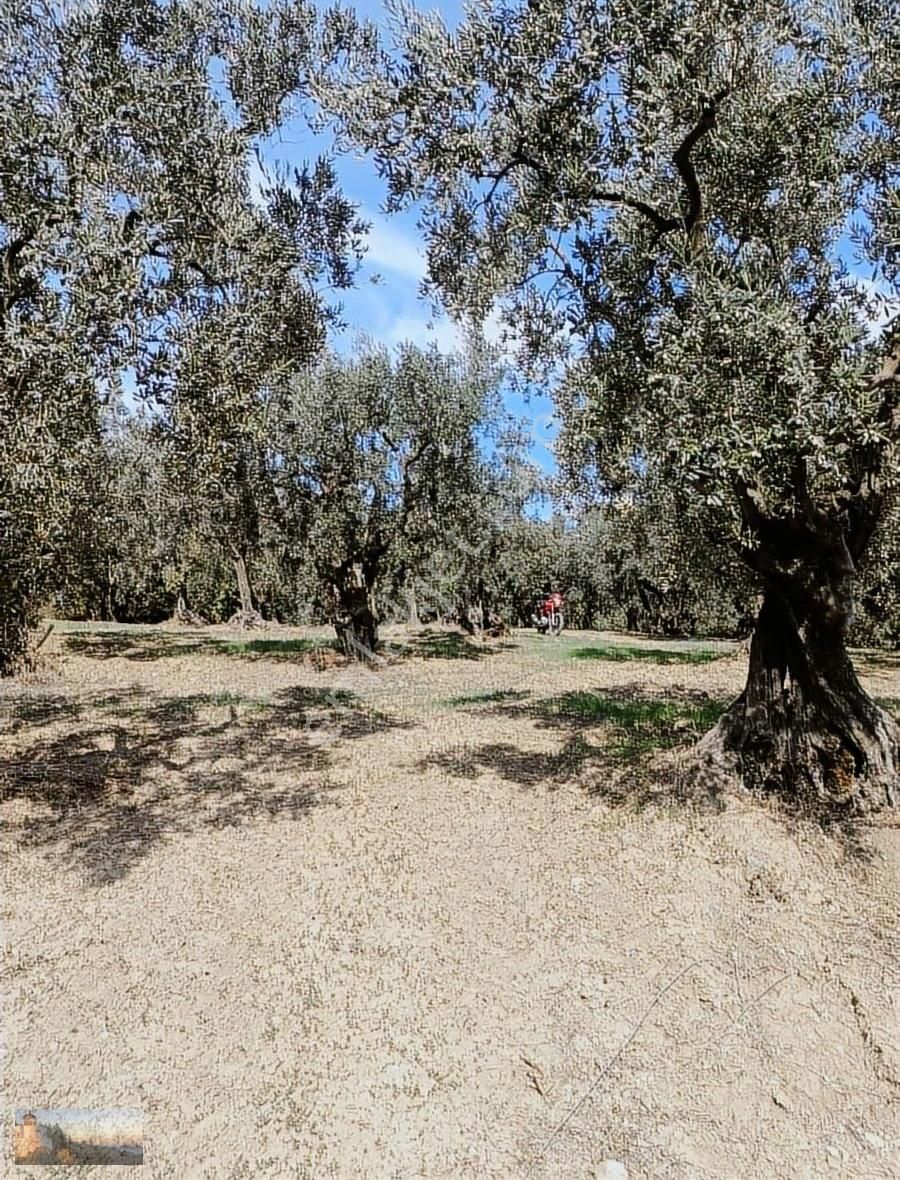 Umurbey De 1036m2 İmara 900m Otomobil İle Ulaşılan 40 Zeytin - Görsel 5